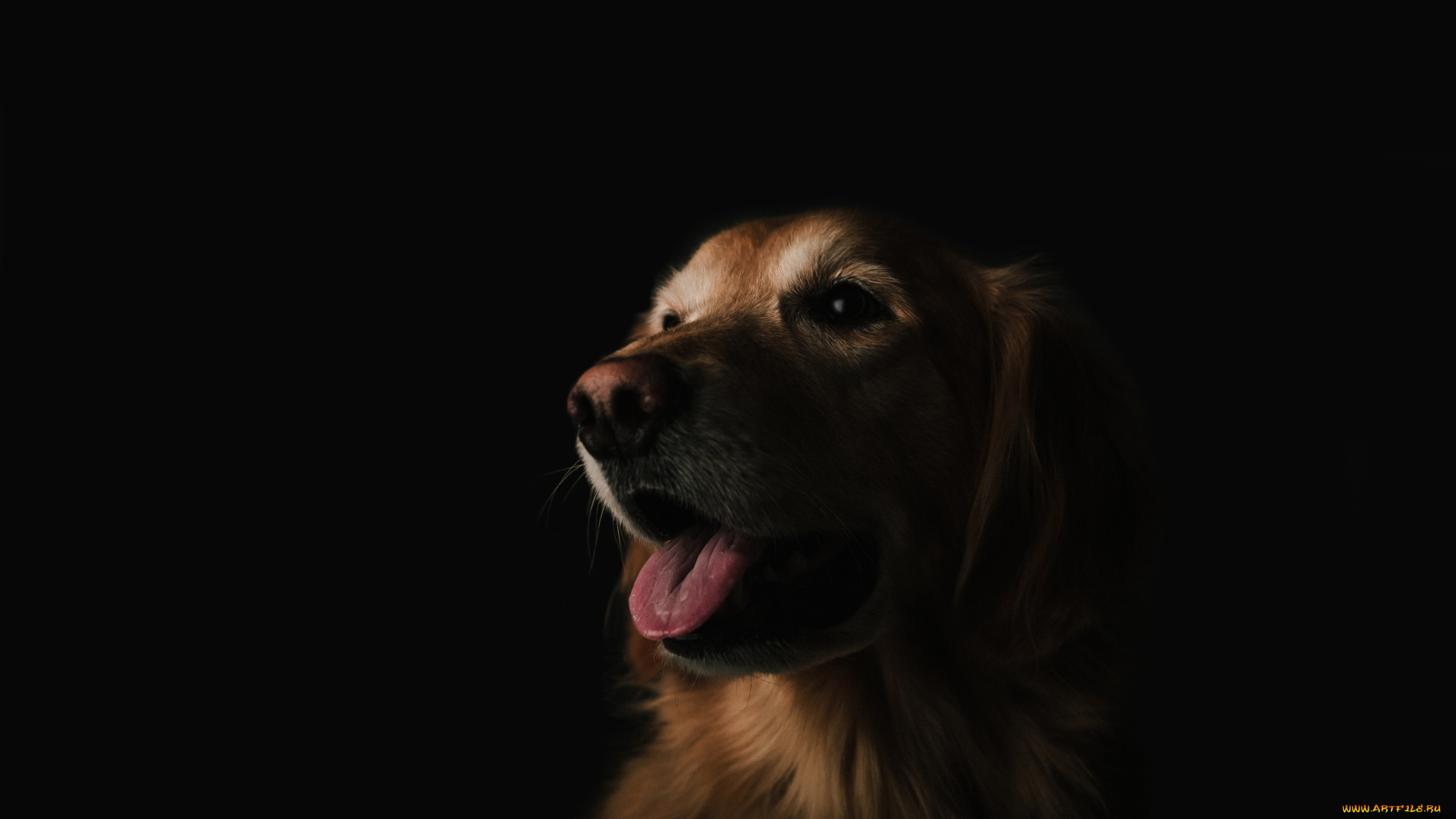 животные, собаки, взгляд