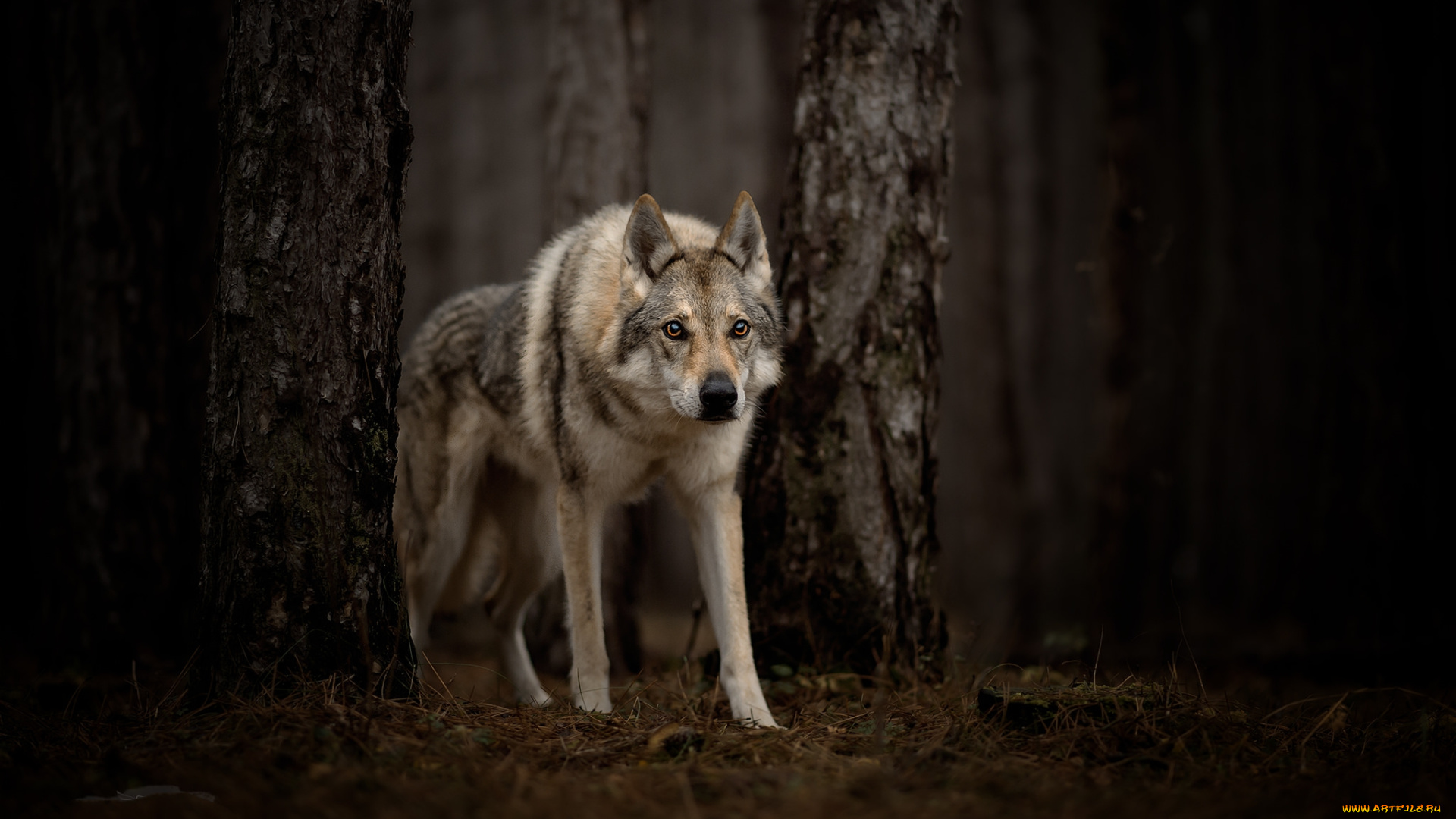 животные, волки, , койоты, , шакалы, пес