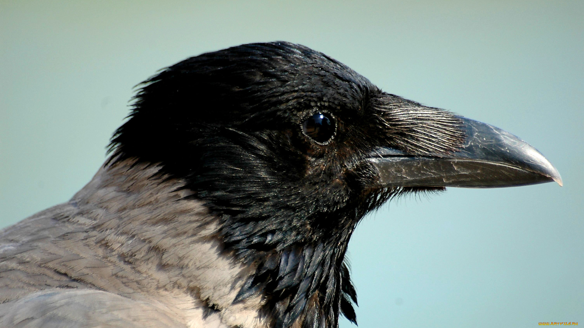 животные, вороны, , грачи, , галки, ворона, птица