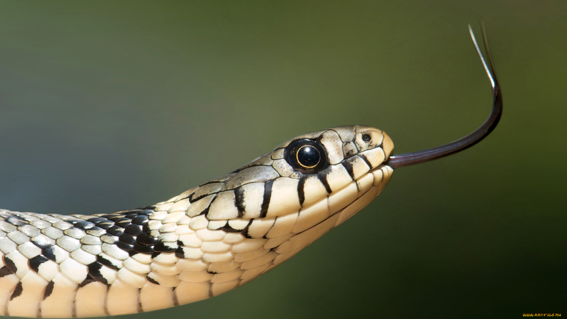 животные, змеи, , питоны, , кобры, язык, голова, змея