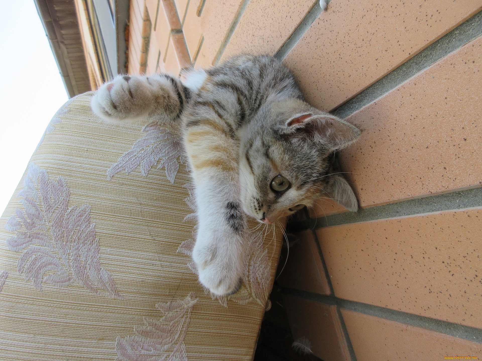 животные, коты, кошка