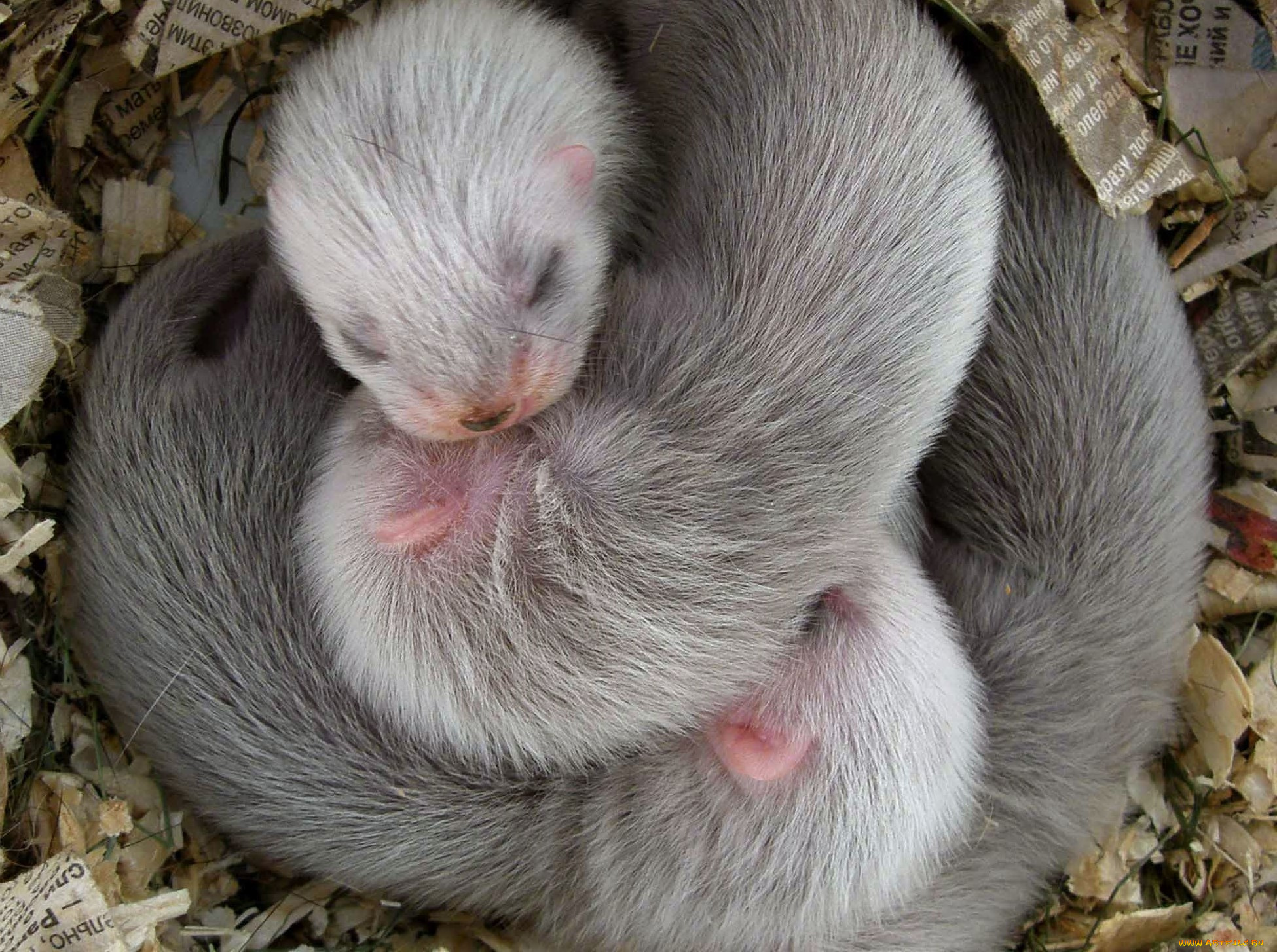 животные, хорьки, , куницы, , горностаи, , ласки, , соболи, гнездо, сон, детеныши, бумажки