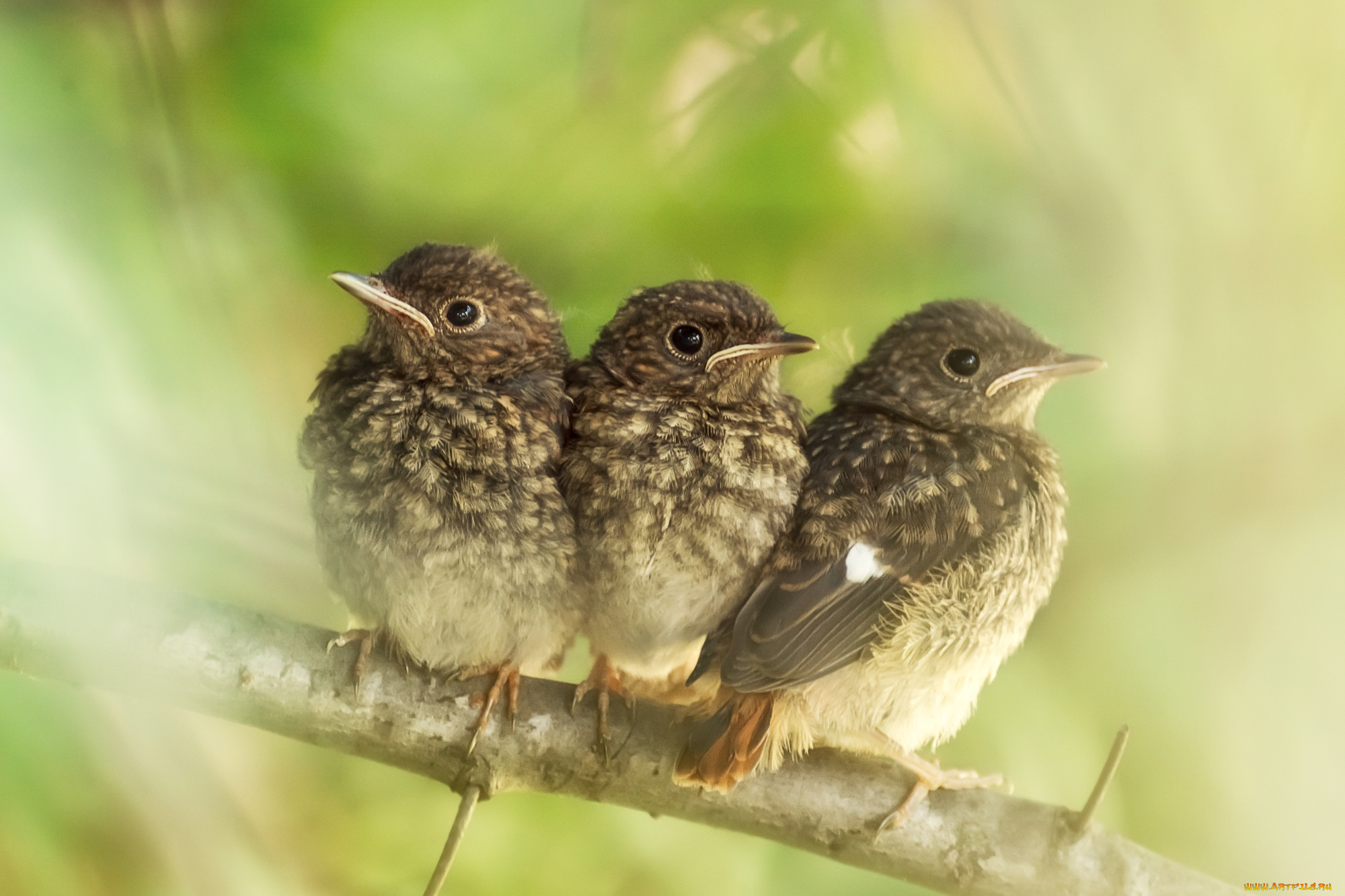 животные, птицы, птенцы, ветка, малыши