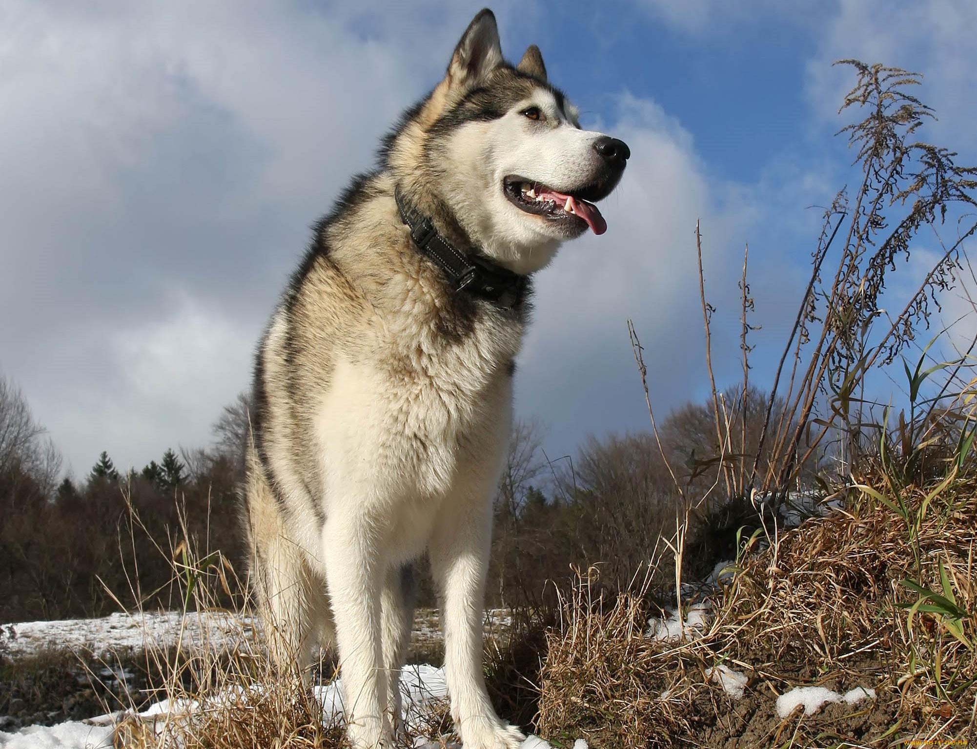 животные, собаки, лайка, собака, снег, трава, ошейник