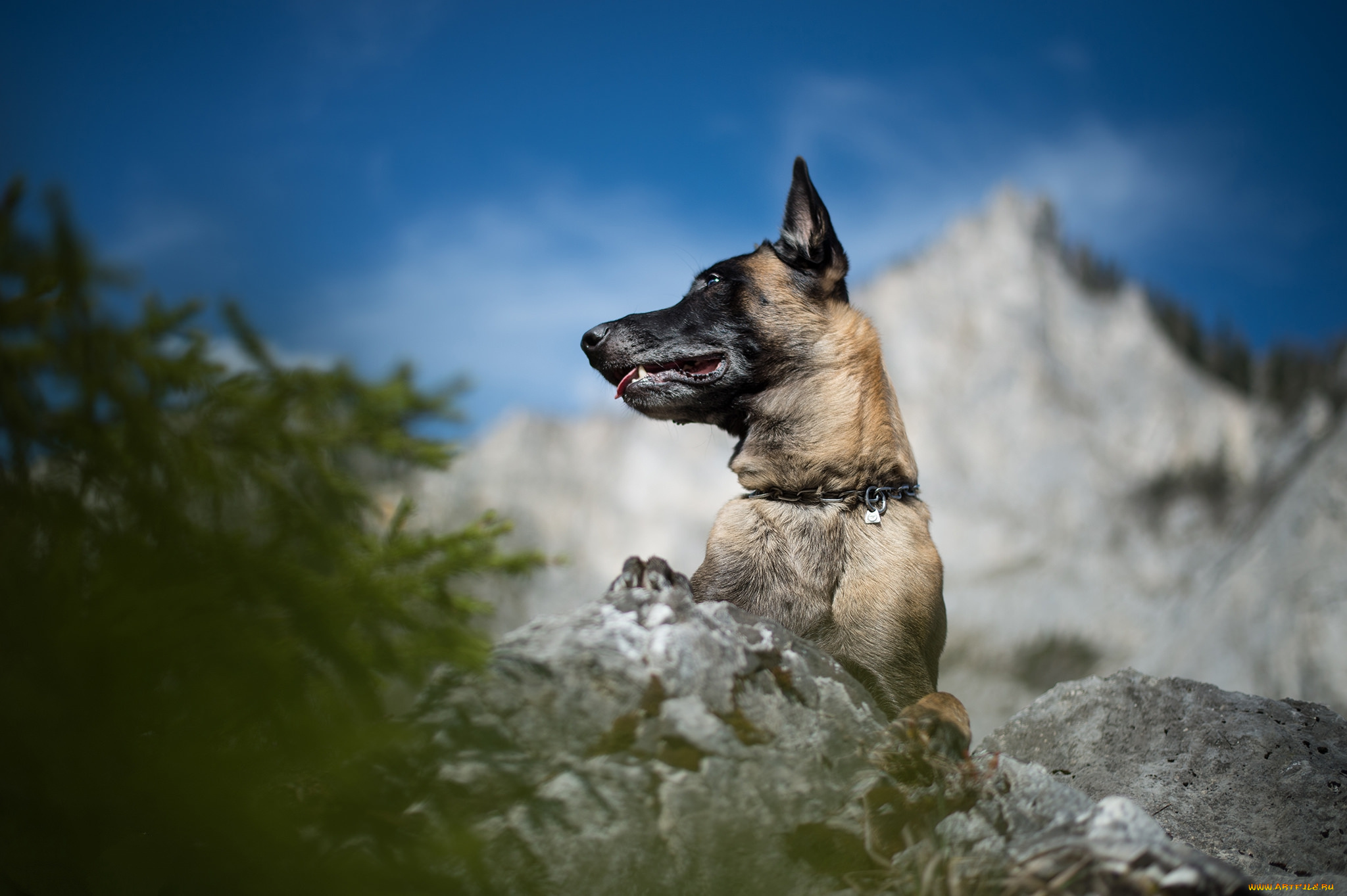 животные, собаки, пес