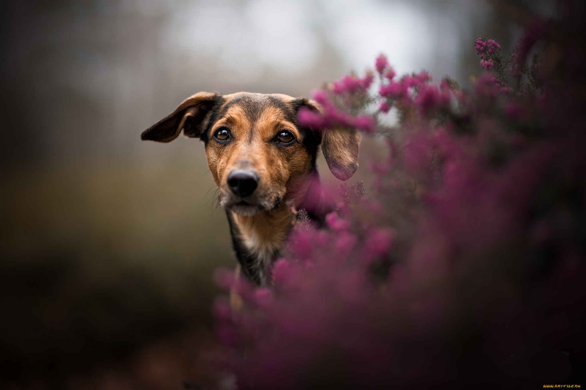 животные, собаки, пес