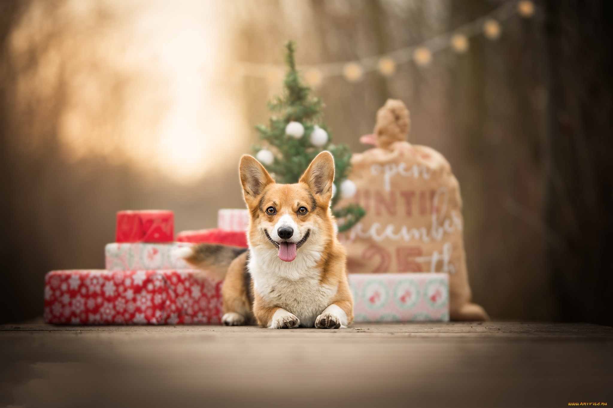 животные, собаки, пес