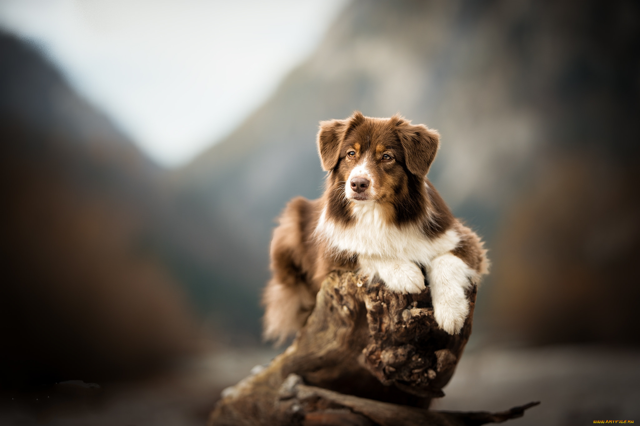 животные, собаки, пес