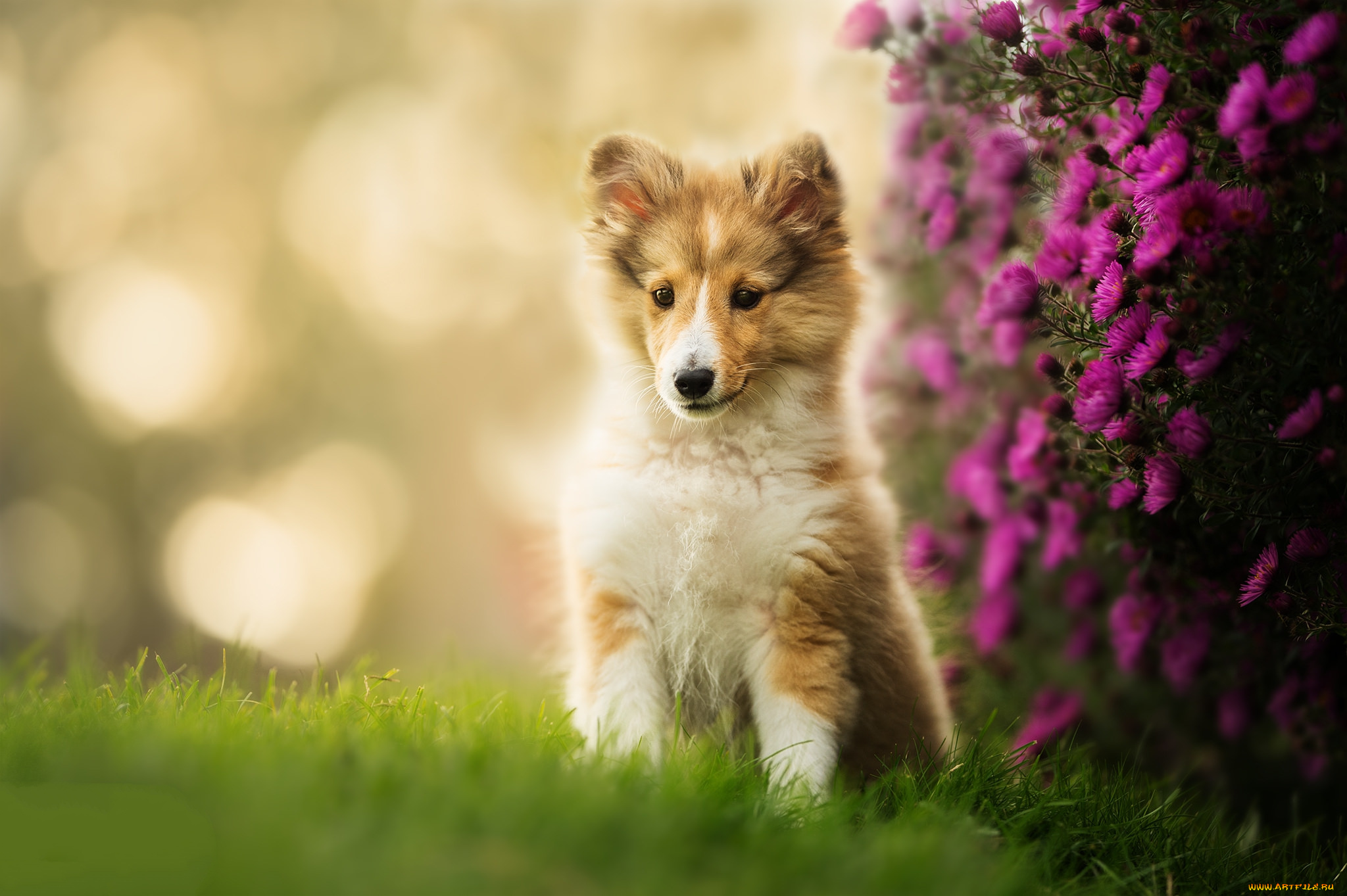 животные, собаки, пес