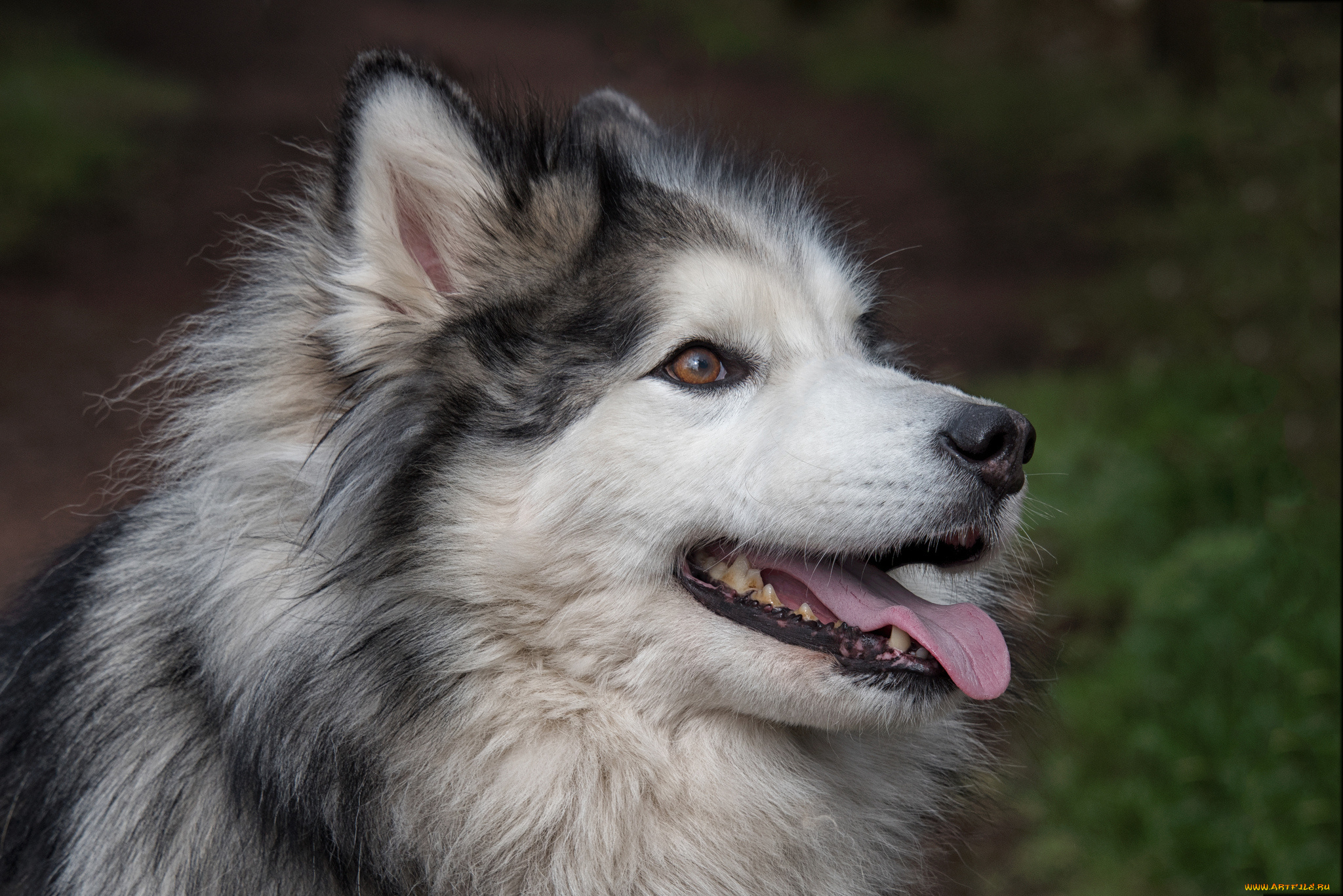 животные, собаки, пес