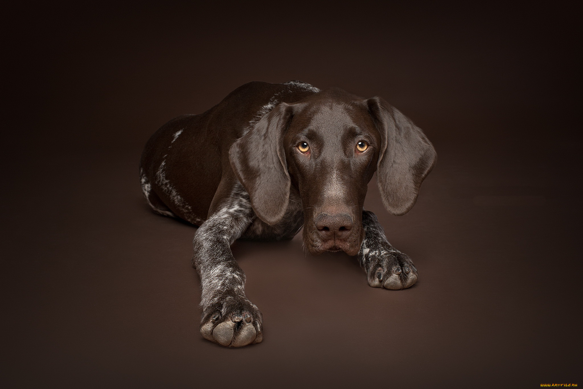 животные, собаки, собака, взгляд, фон