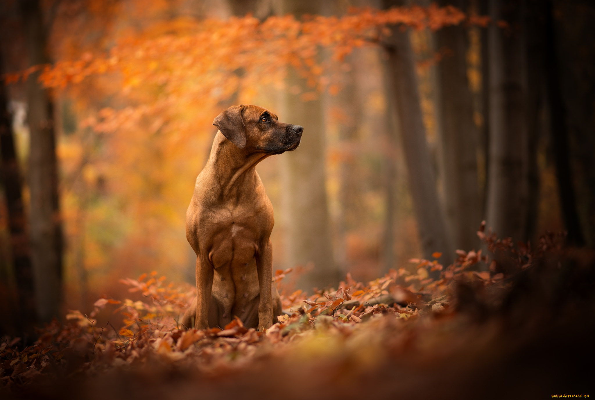 животные, собаки, пес