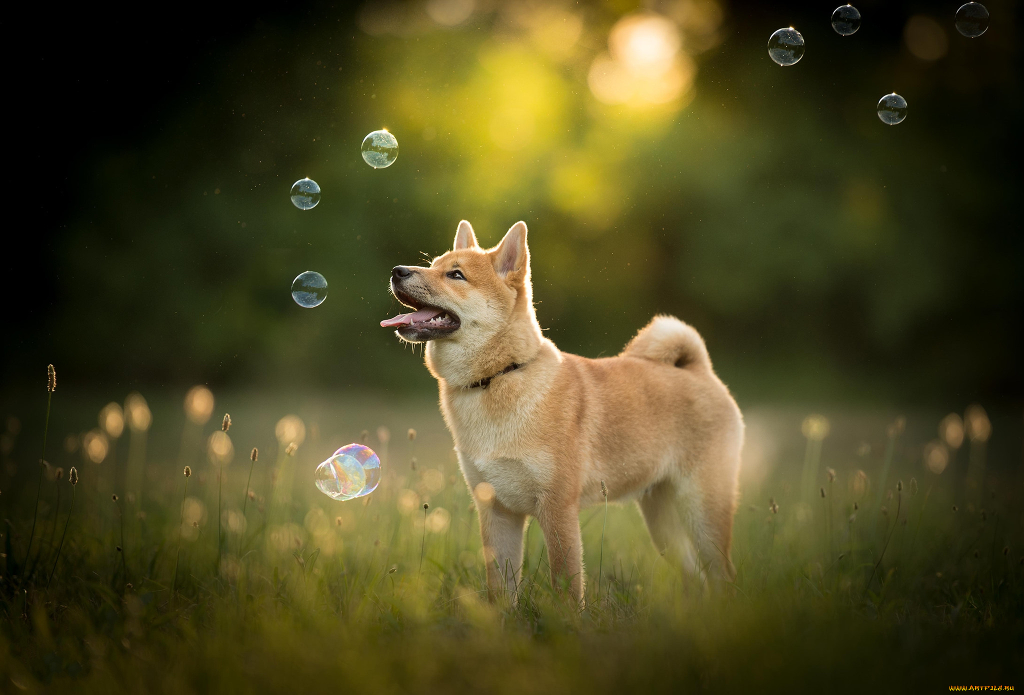 животные, собаки, пес