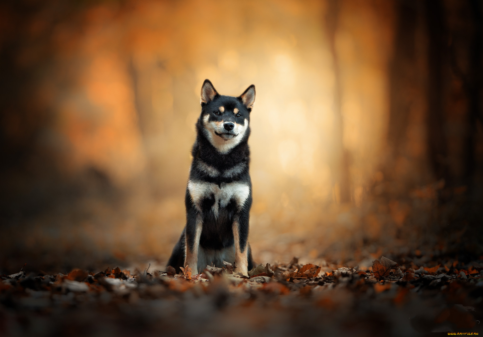 животные, собаки, пес