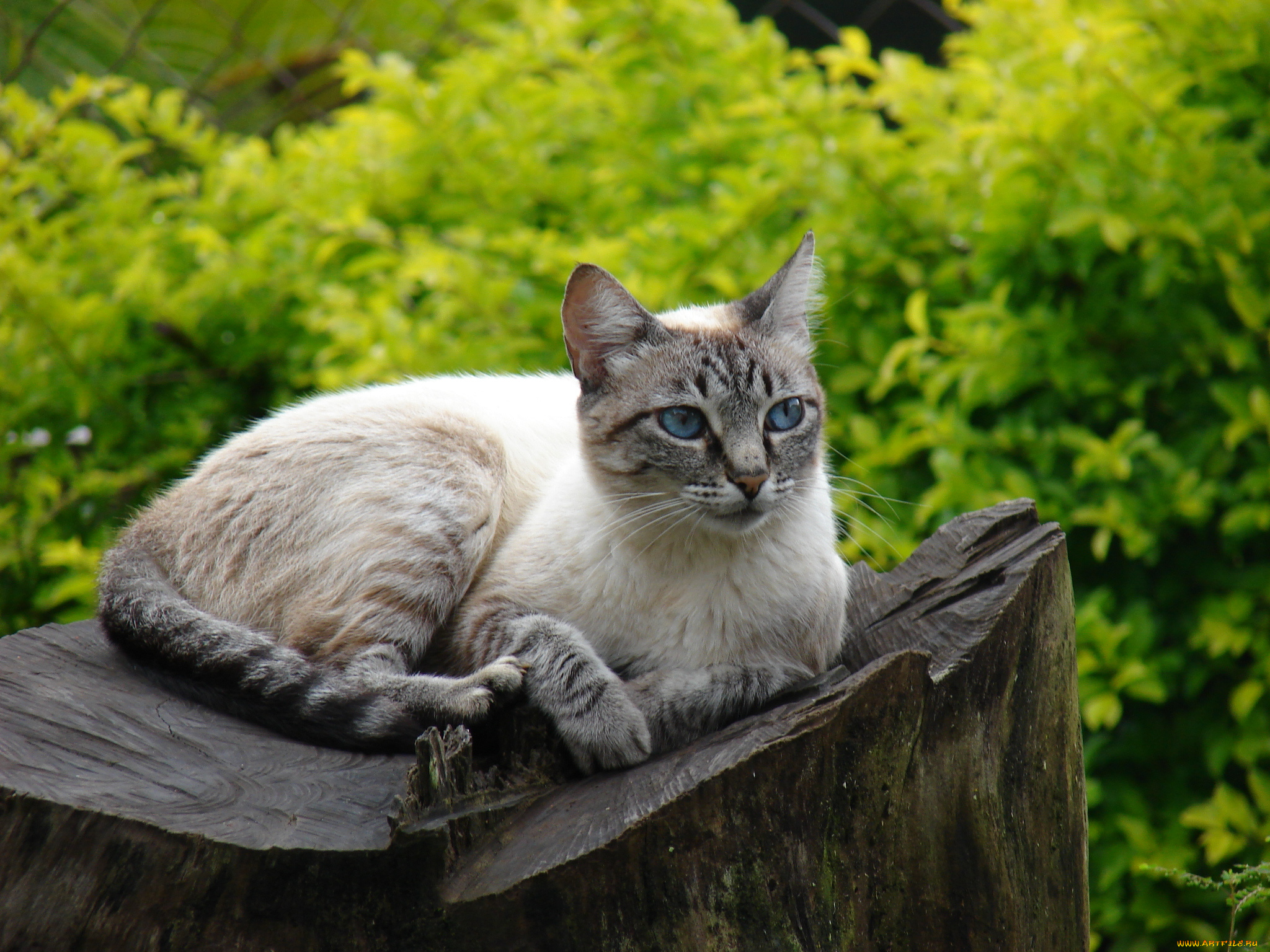 животные, коты, взгляд