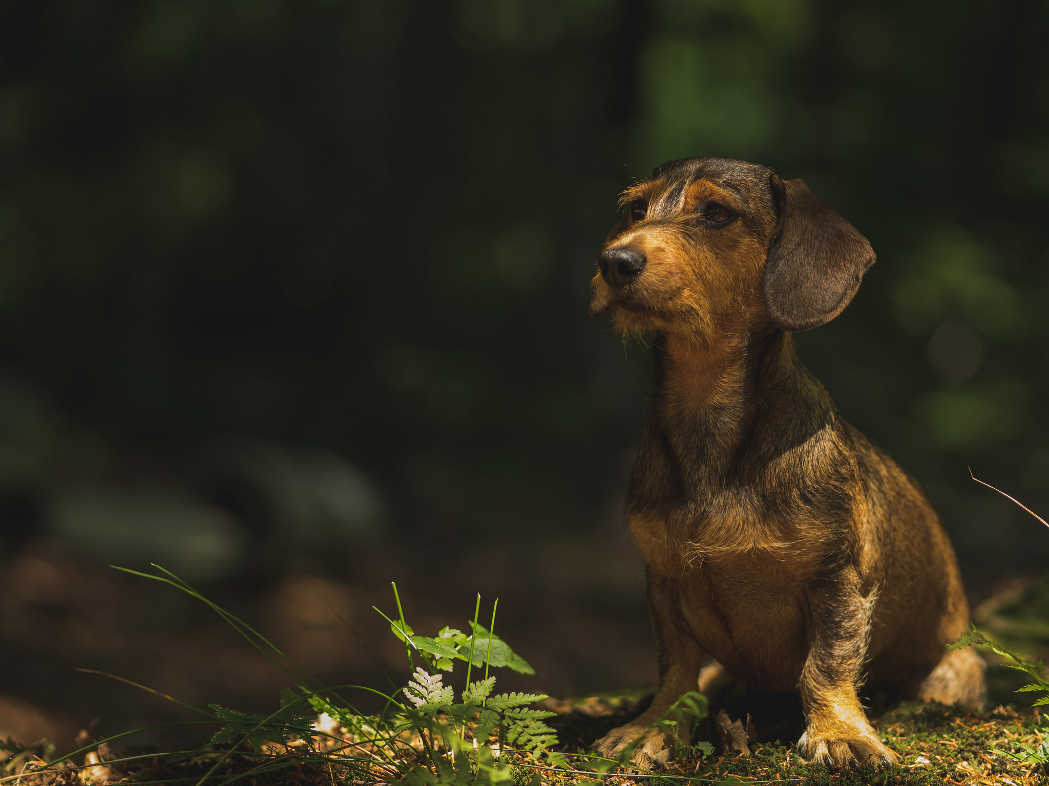 животные, собаки, пес