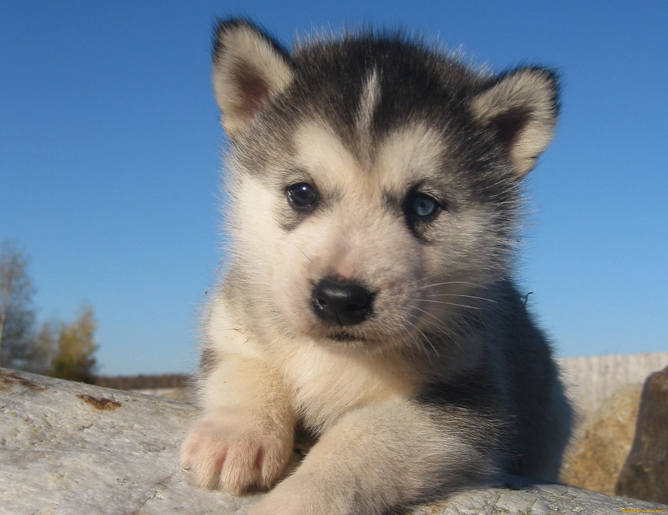 животные, собаки, щенок, лайка, хаски, камень