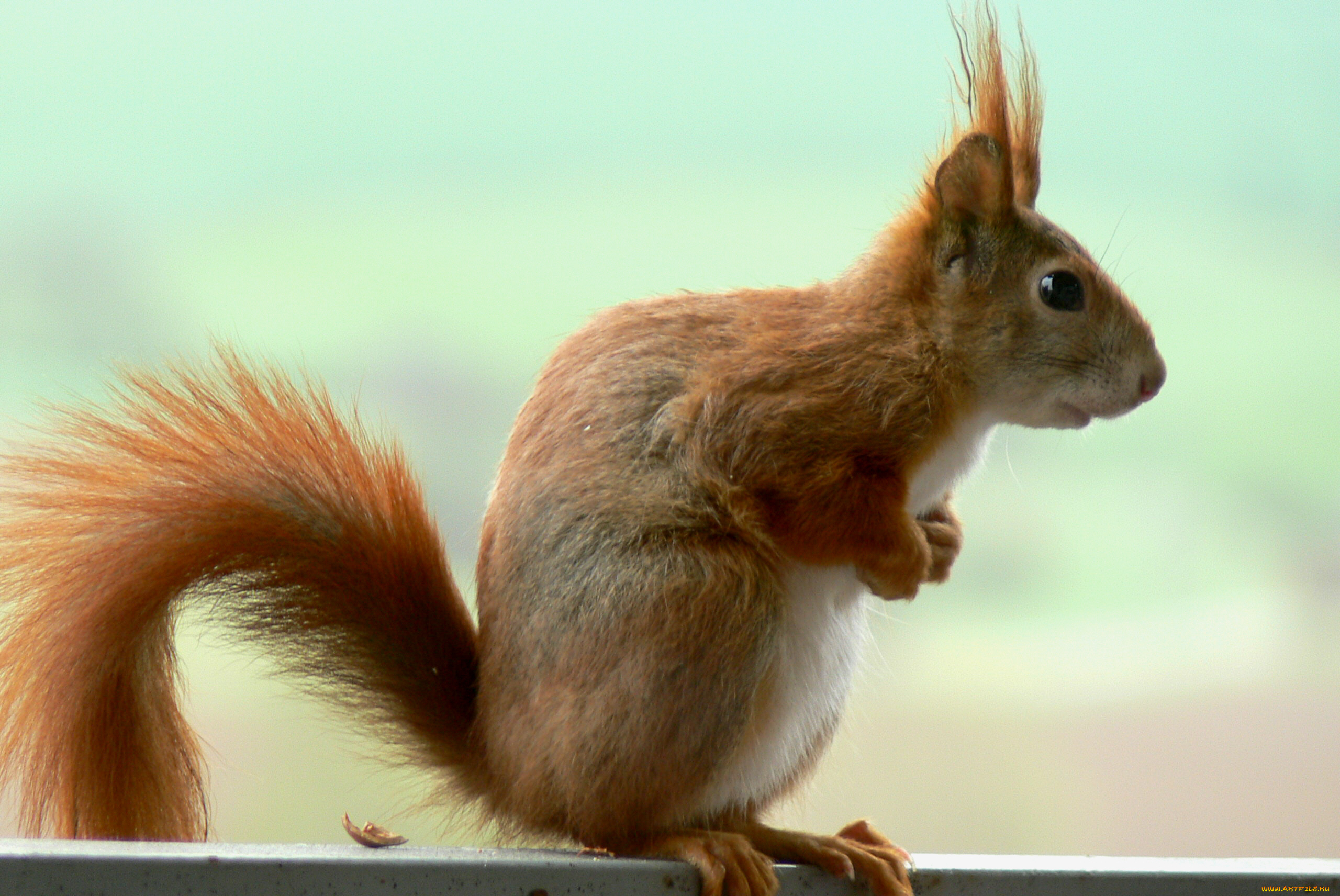 животные, белки, взгляд, профиль