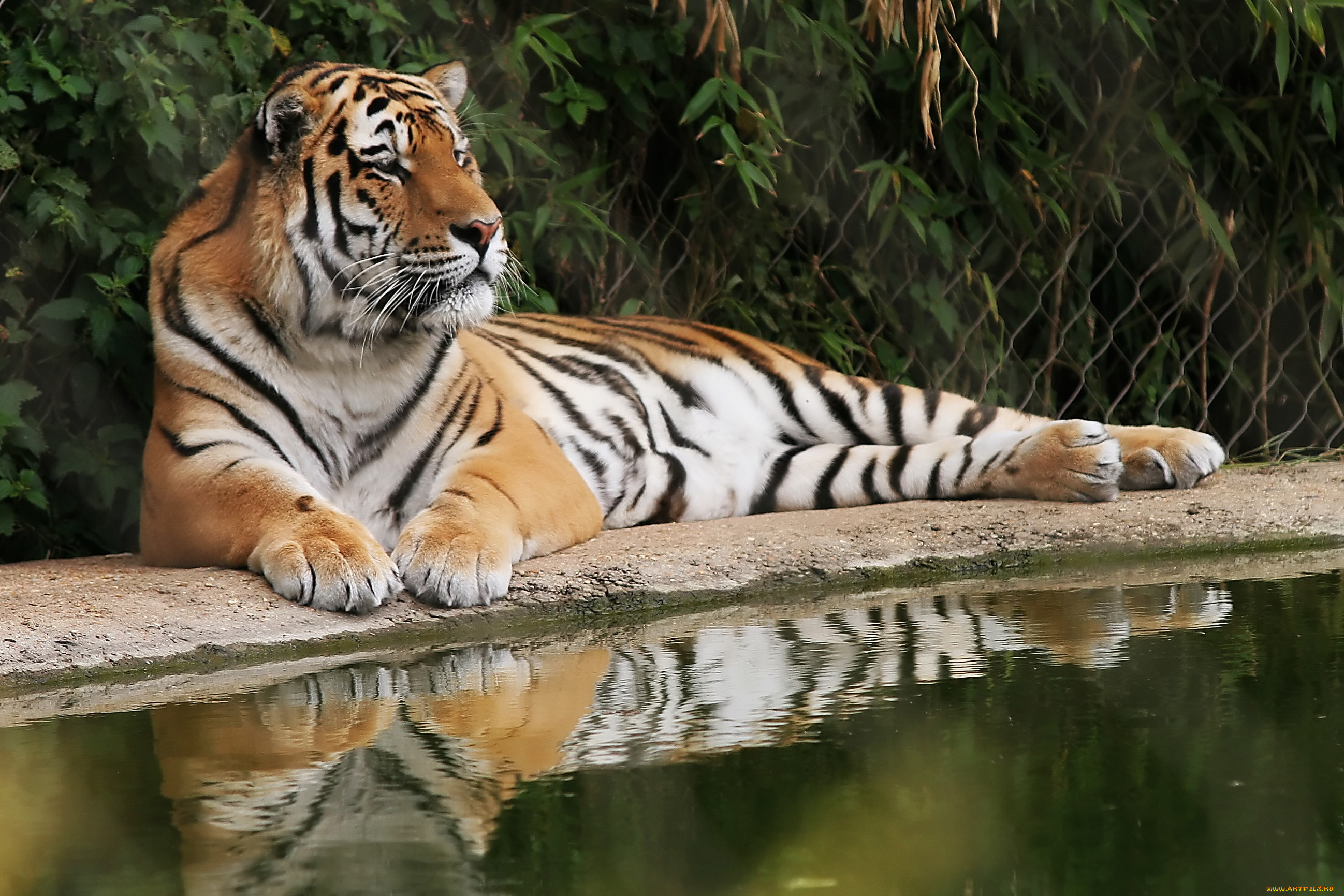 животные, тигры, вода, отдых, тигр, кусты, решетка