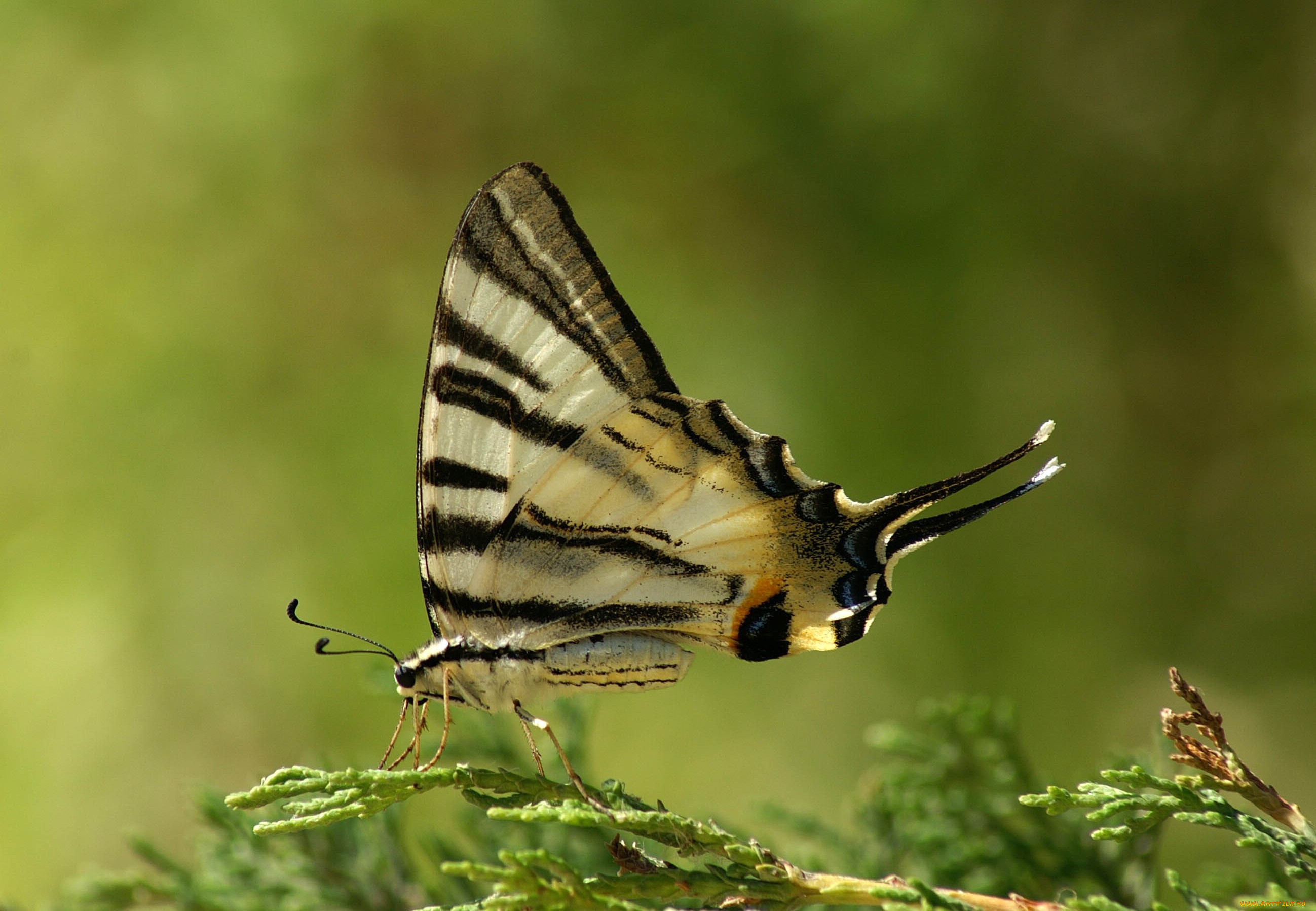животные, бабочки, , мотыльки, , моли, туя, ветка, бабочка