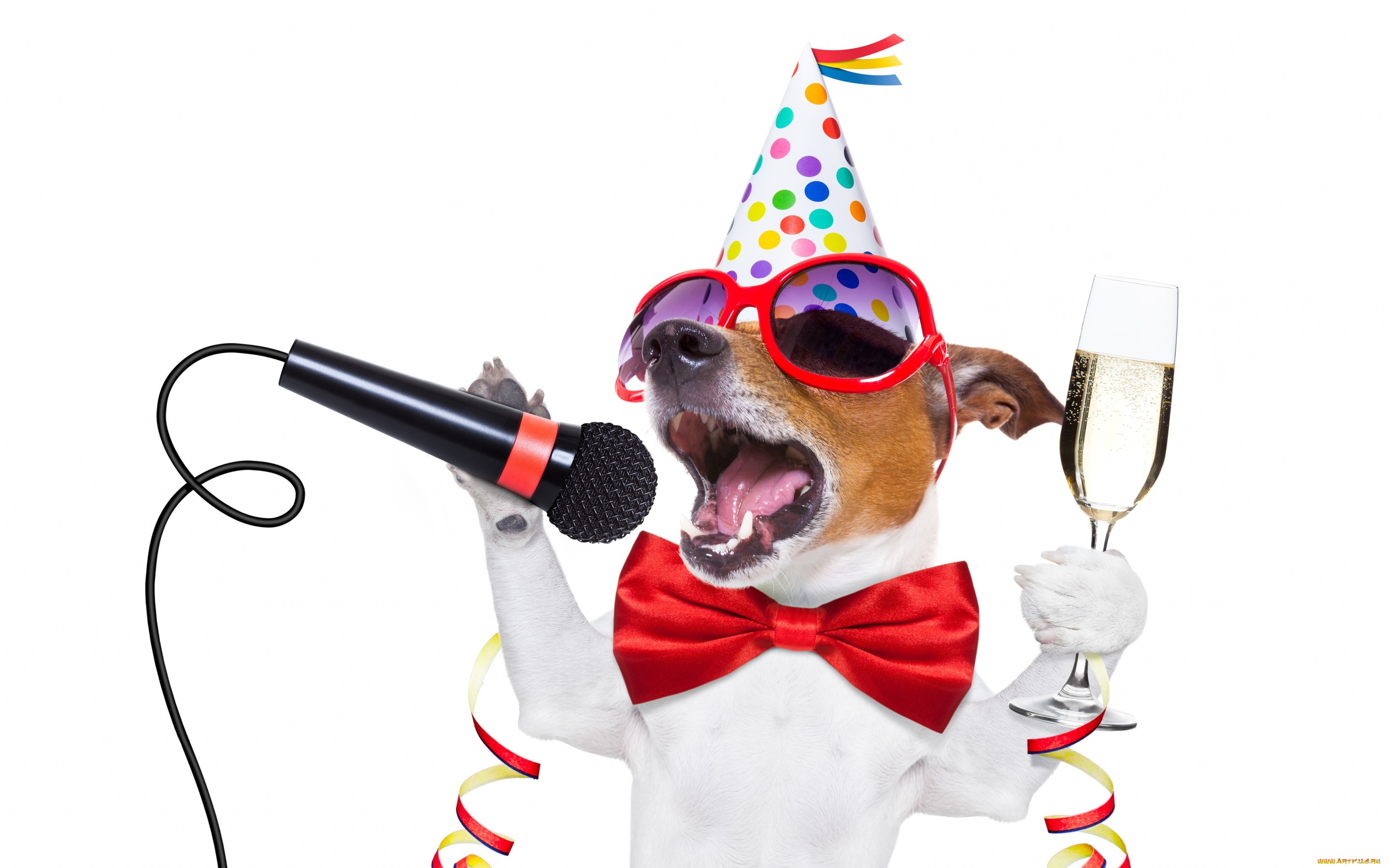 юмор, и, приколы, собака, party