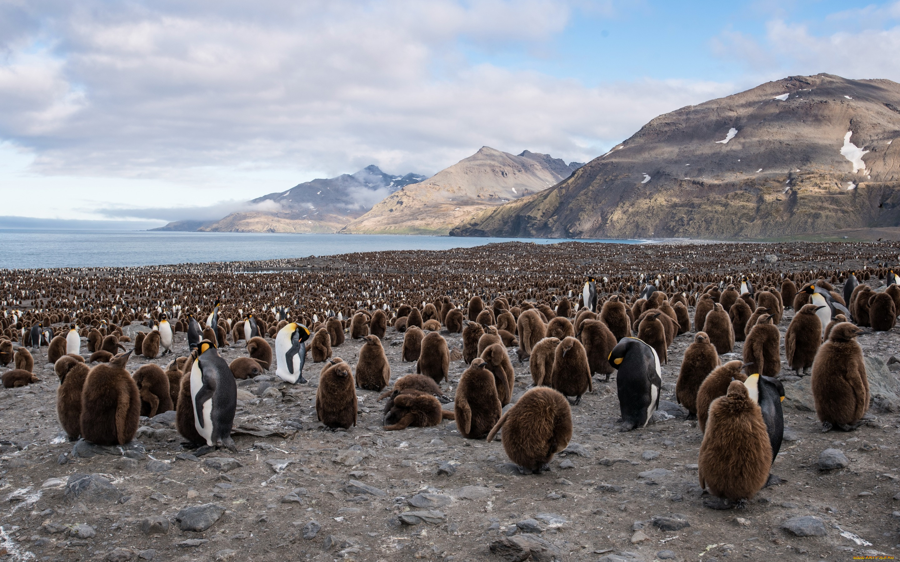 животные, пингвины, king, penguin, south, georgia, saint, andrews, bay