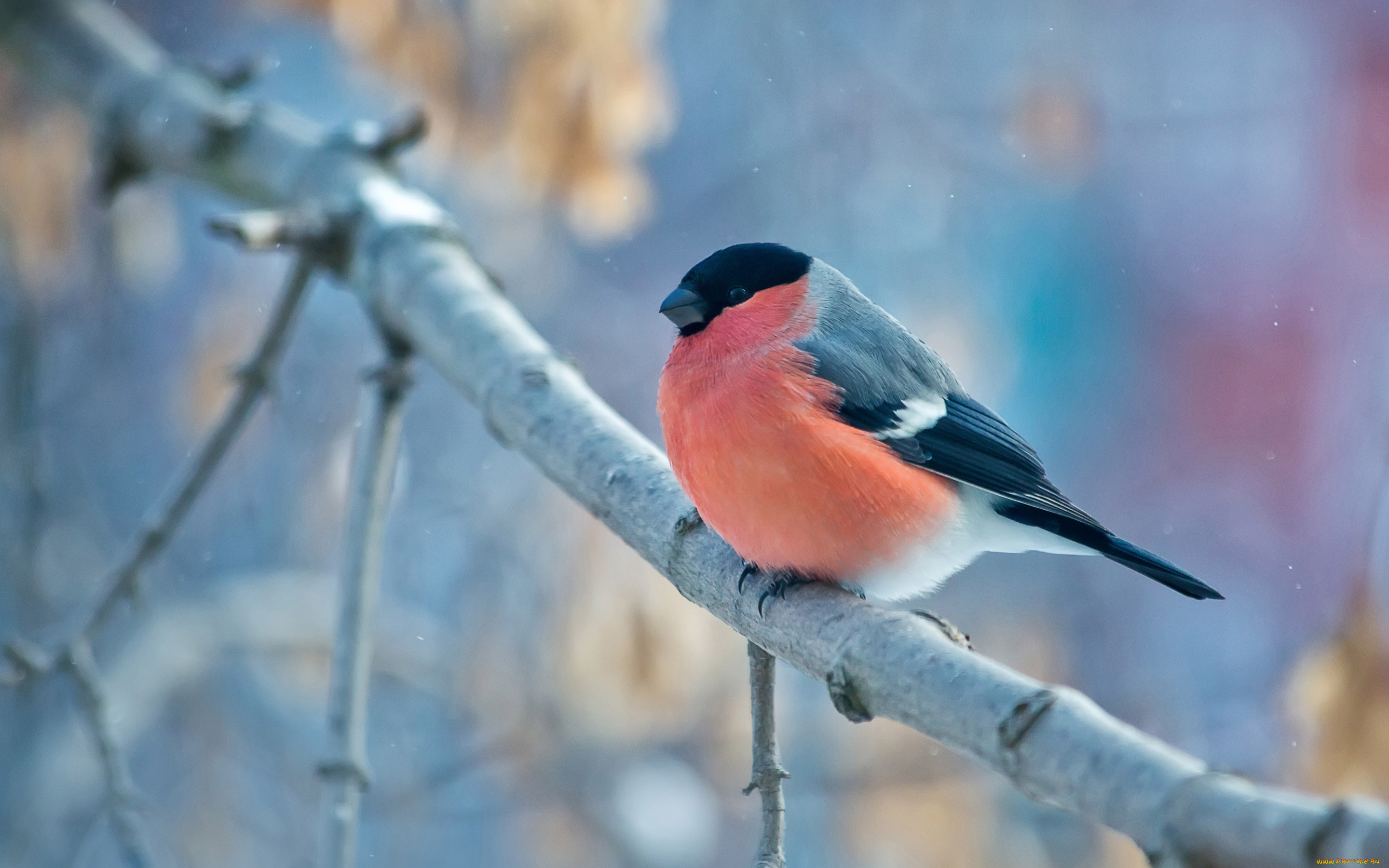 животные, снегири, птица, ветка, снегирь, bullfinch