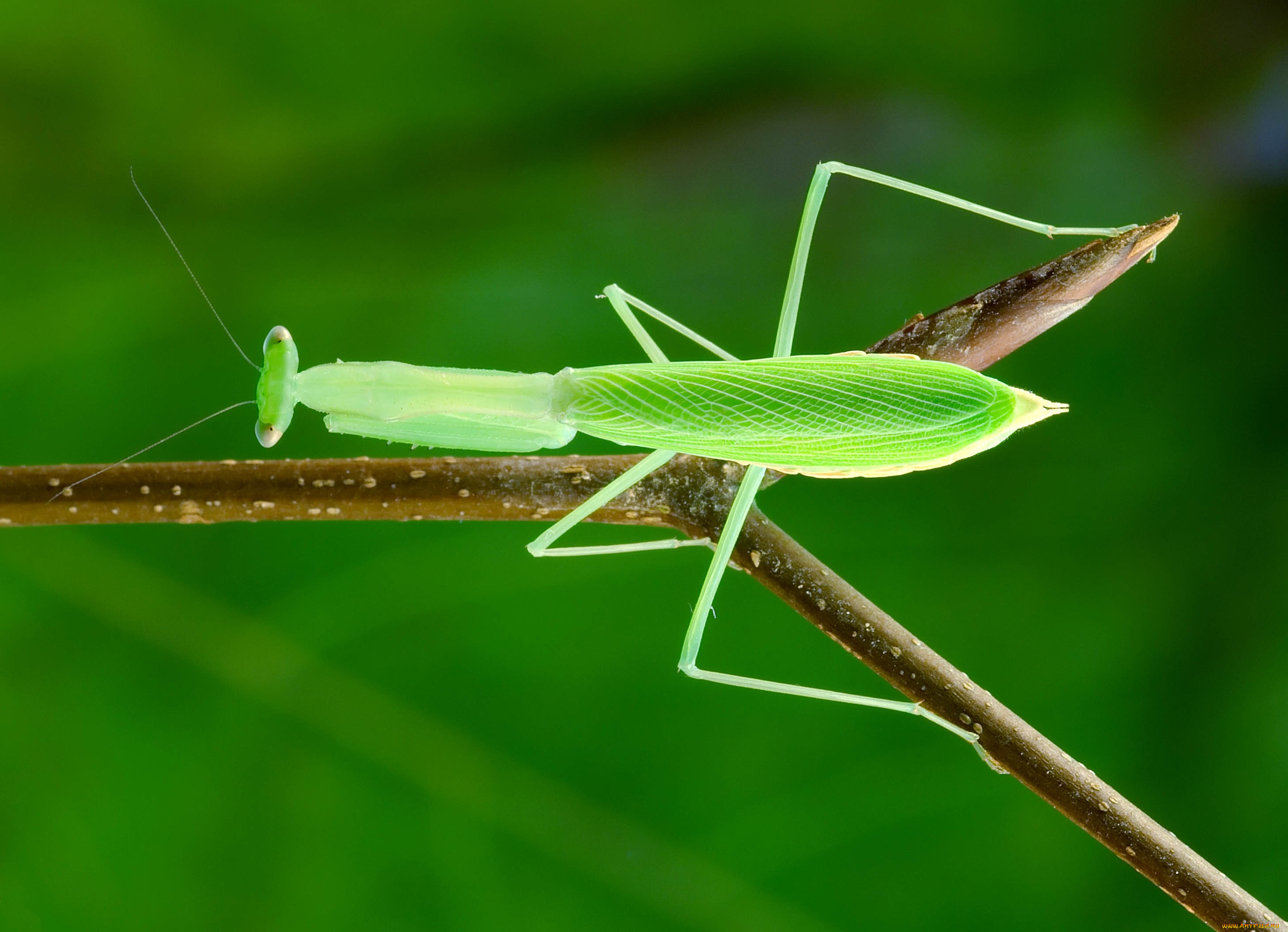 животные, богомолы, ветка, зеленый, богомол