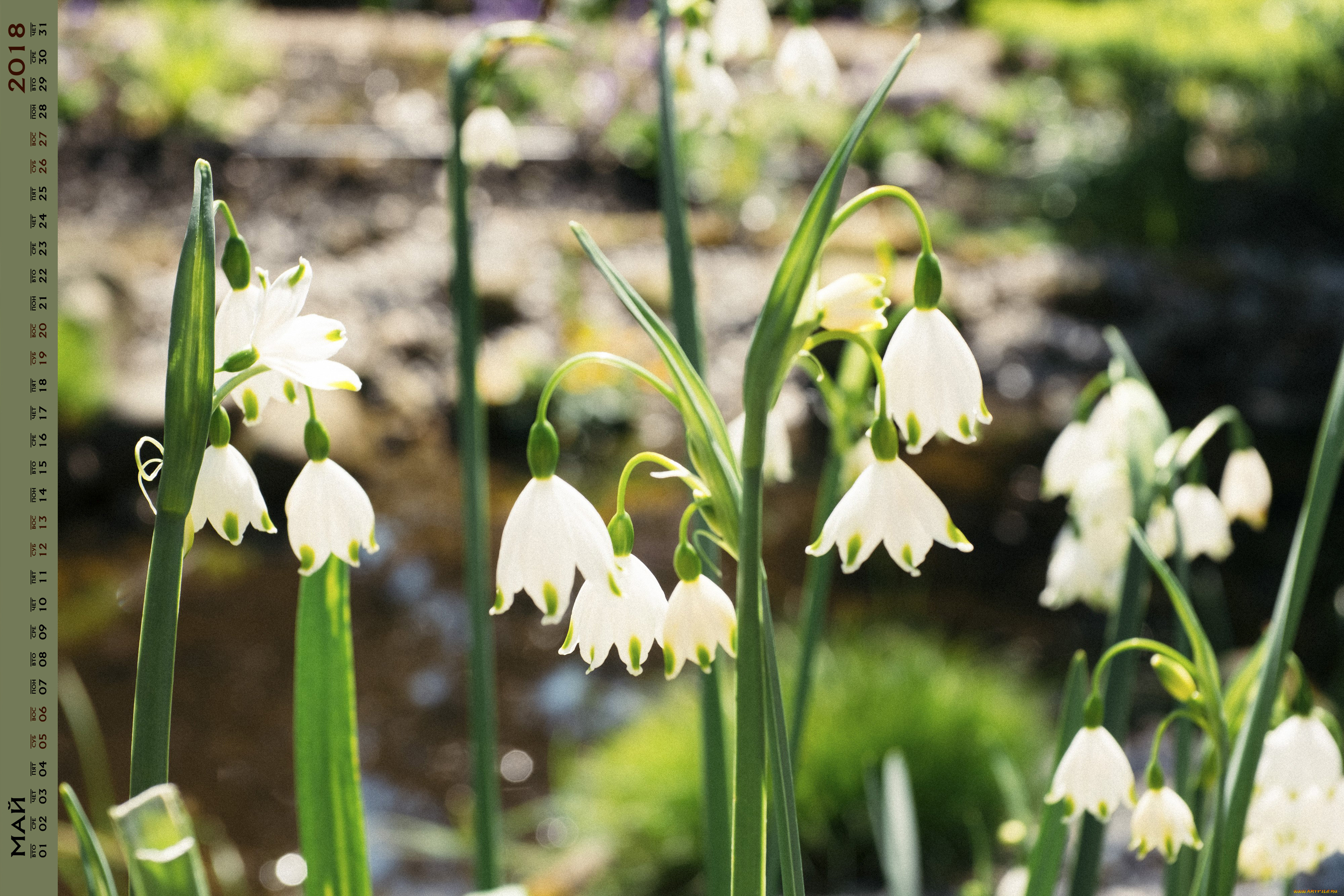 календари, цветы, растение