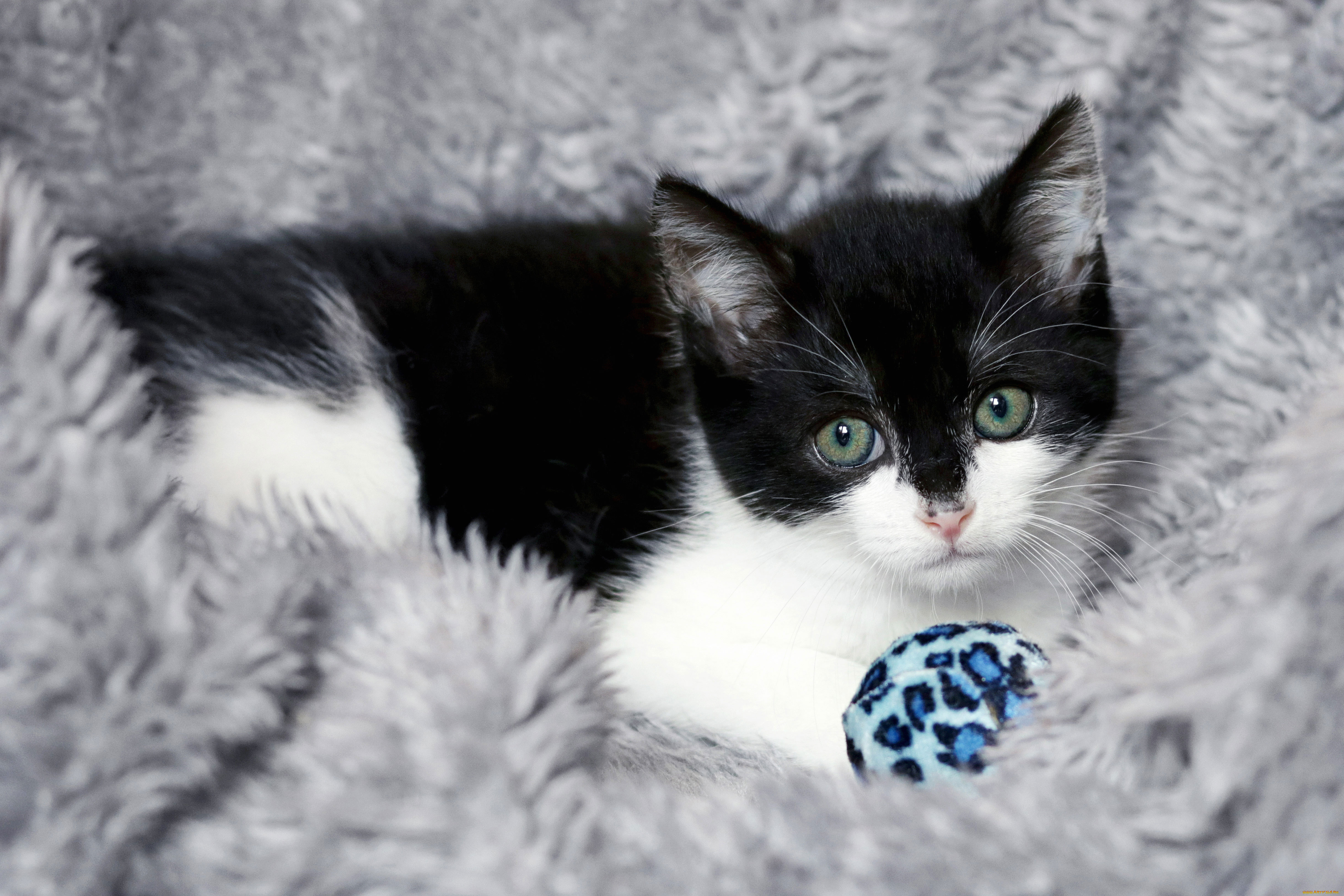 животные, коты, взгляд