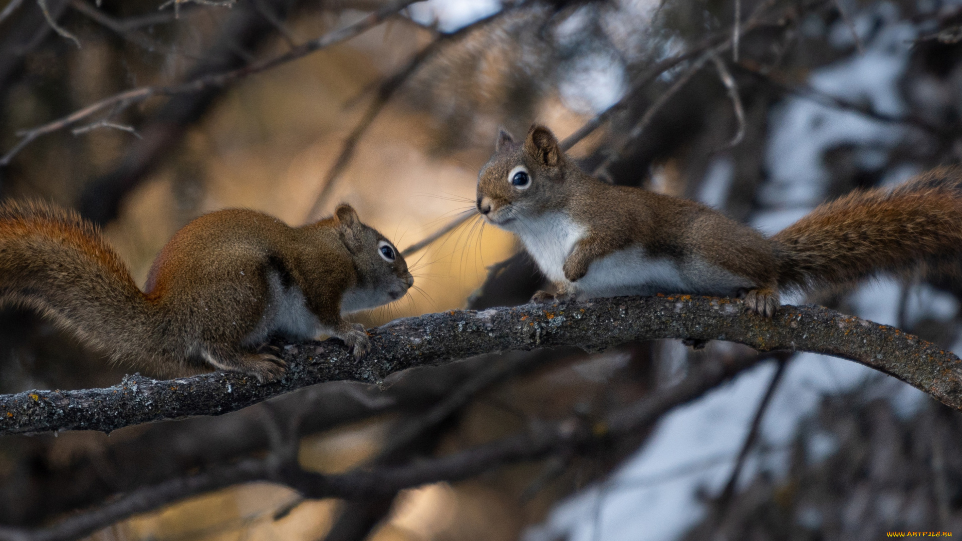 животные, белки