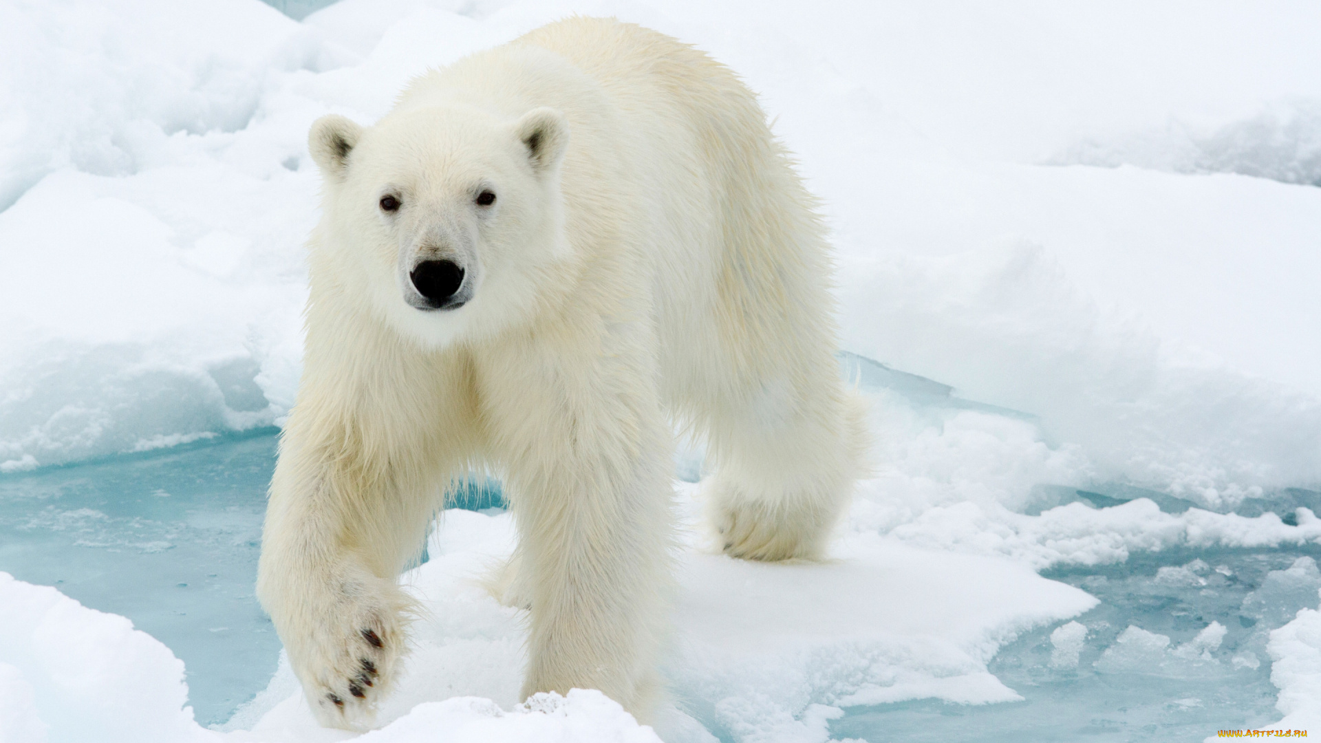 животные, медведи, медведь