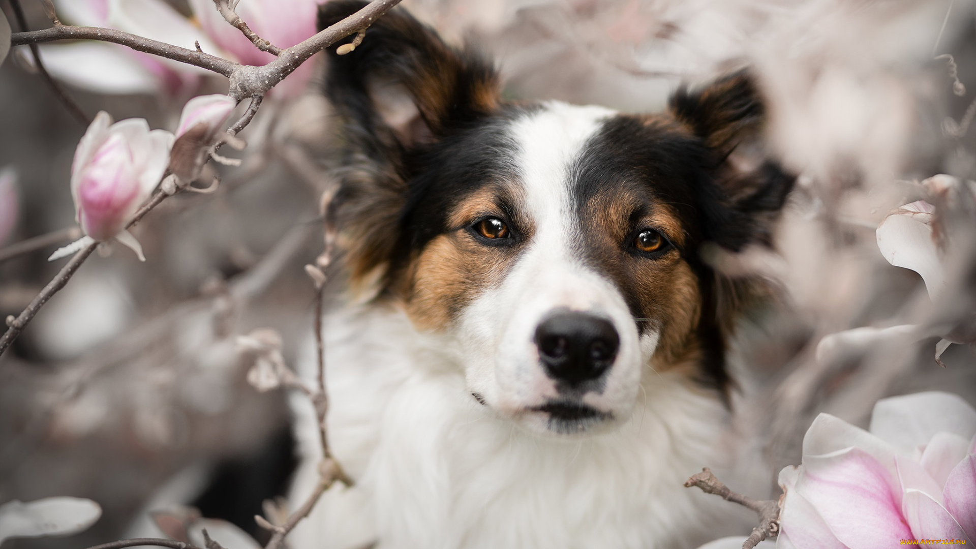 животные, собаки, собака