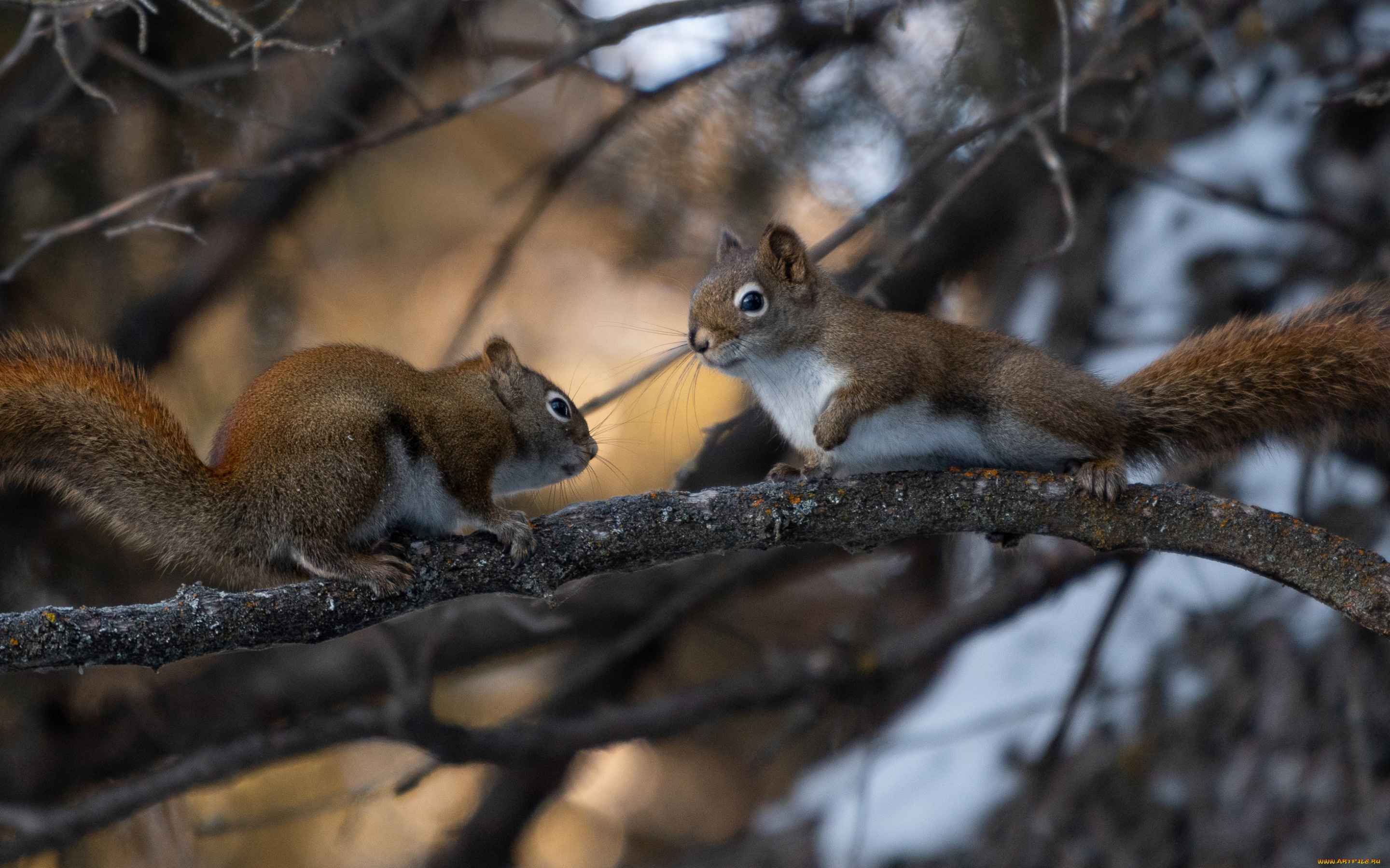 животные, белки