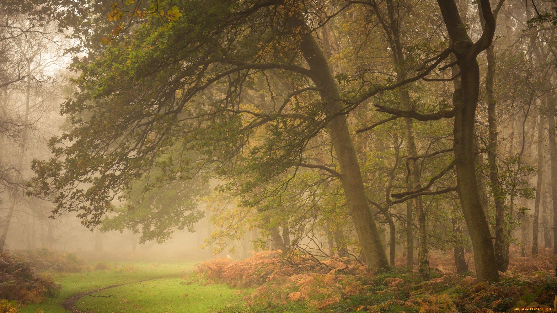 природа, лес, осень, деревья, англия, утро, тропинка