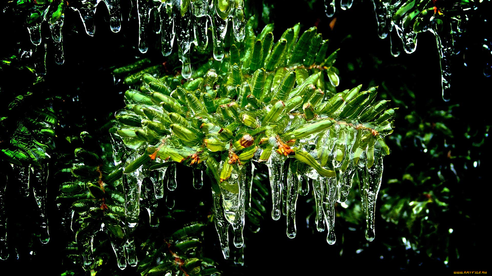 природа, макро, иглы, сосульки