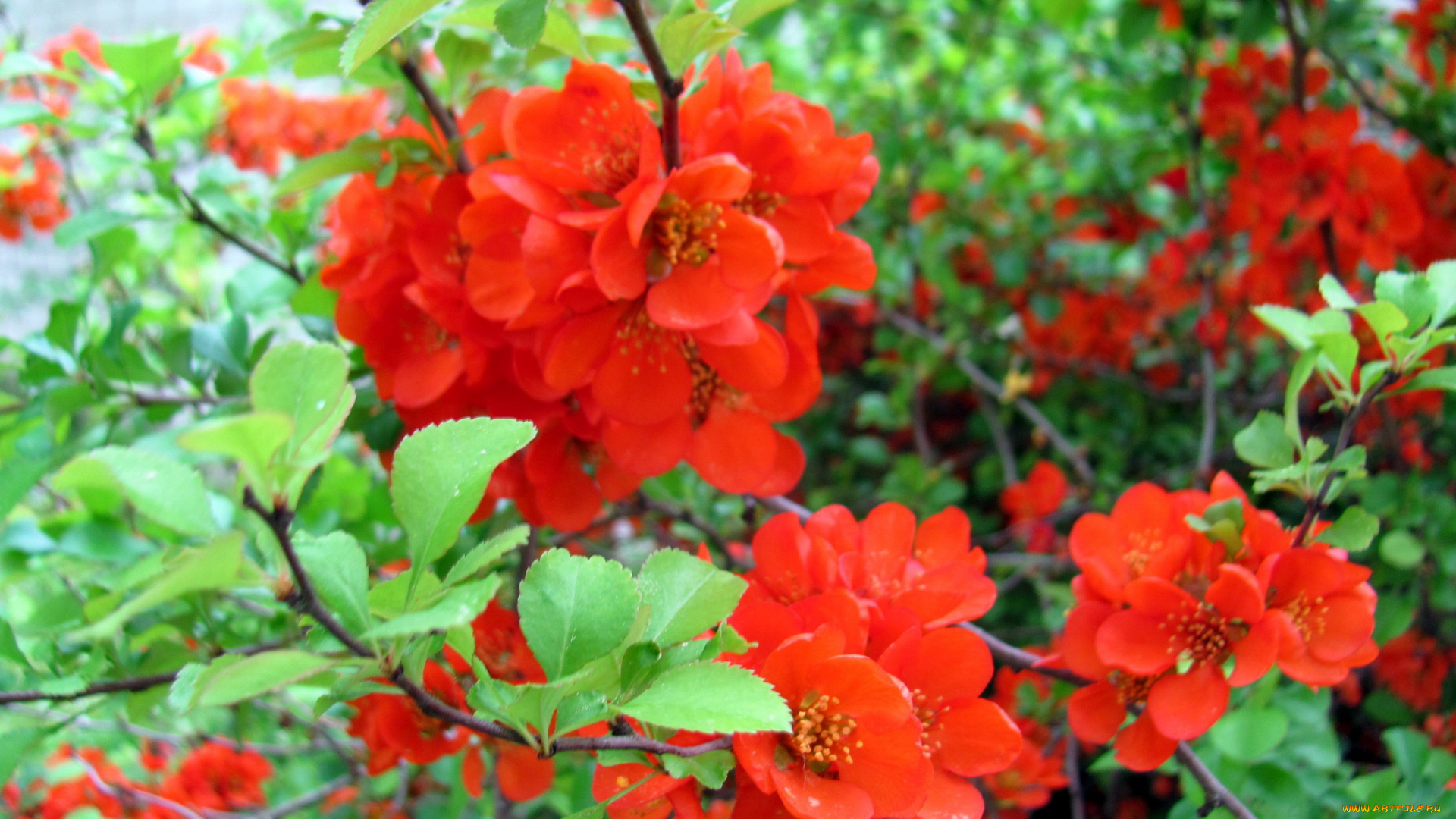 цветы, айва, алая, куст