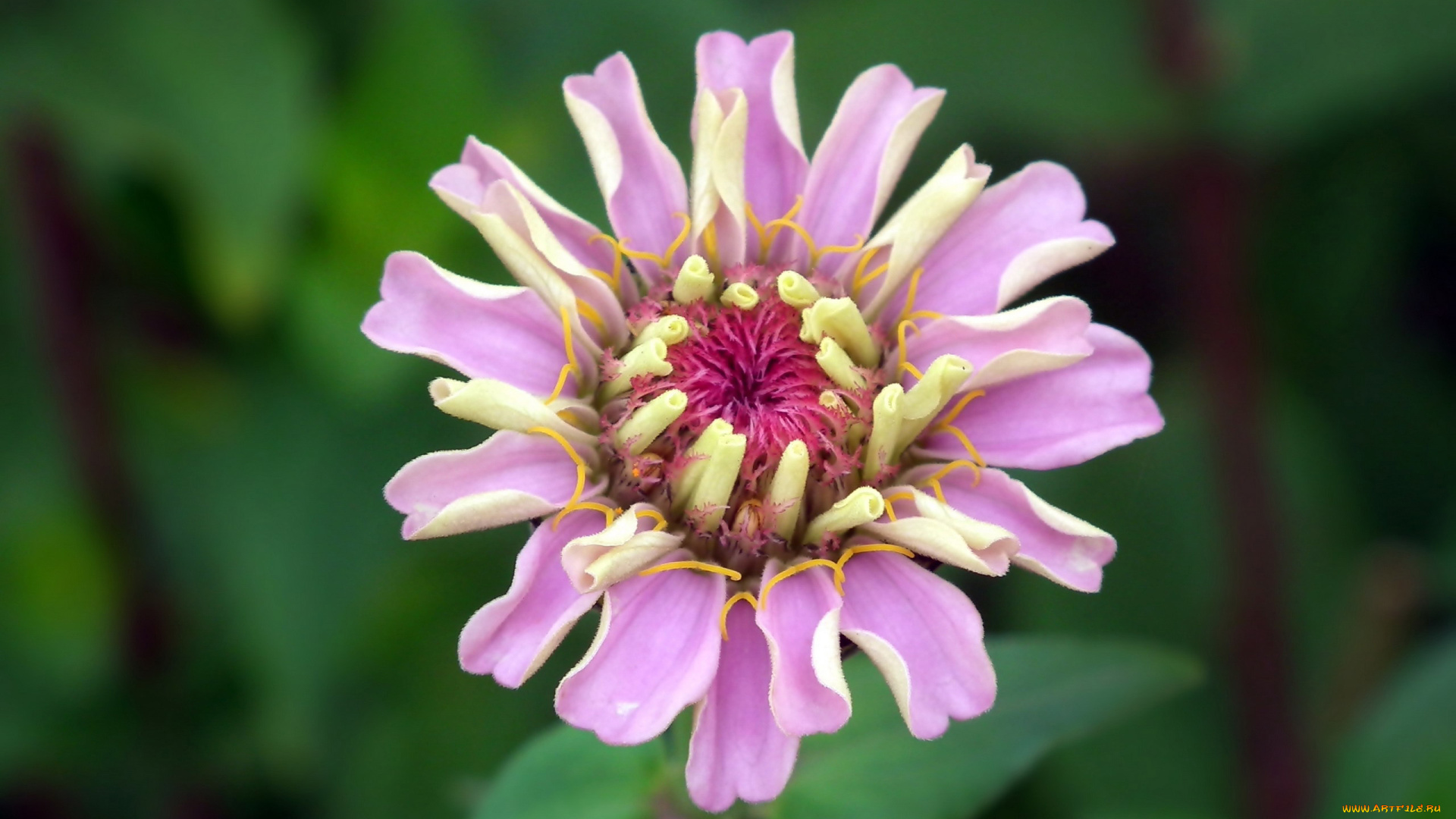 цветы, цинния, макро