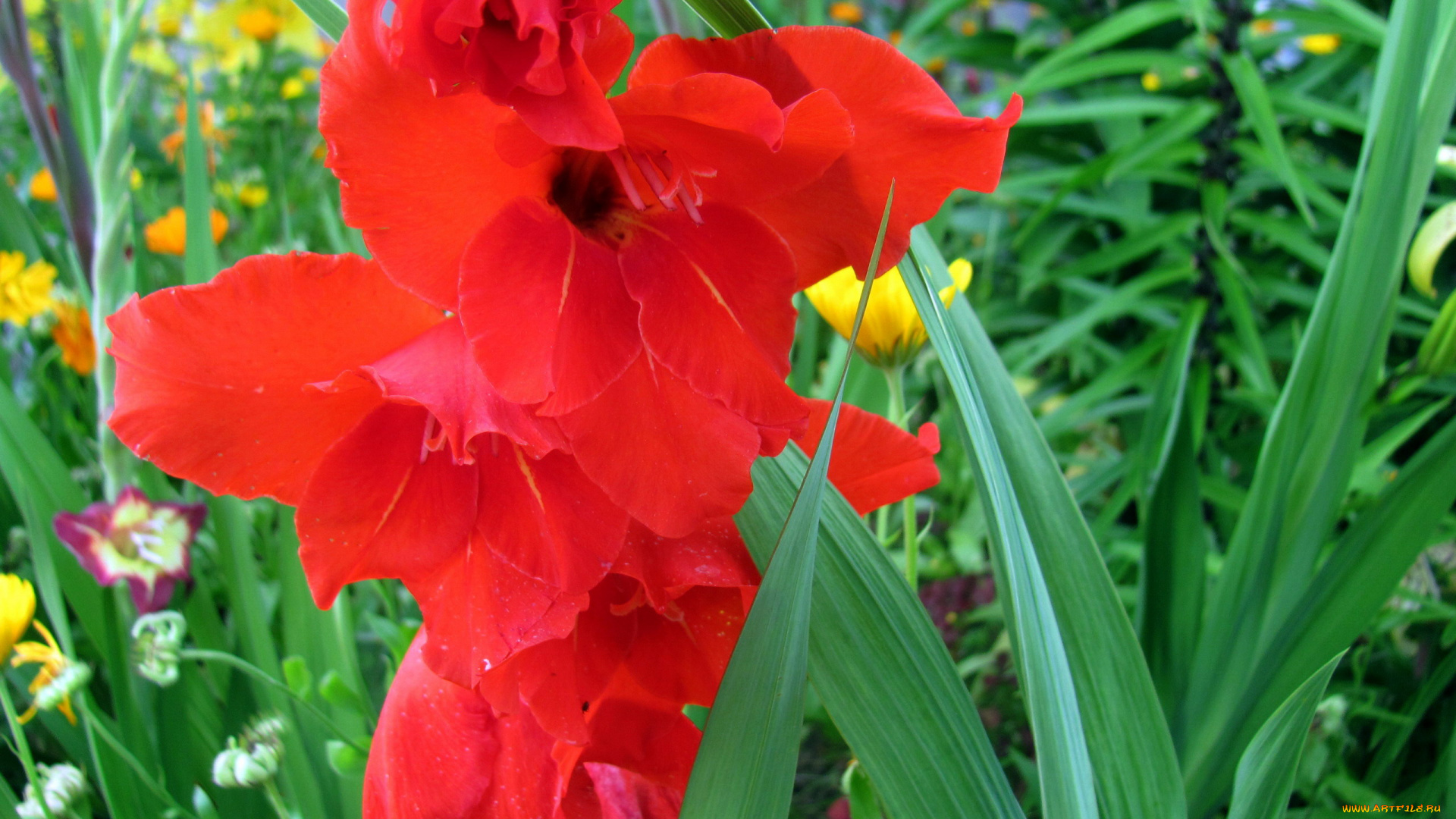 цветы, гладиолусы, алый, гладиолус