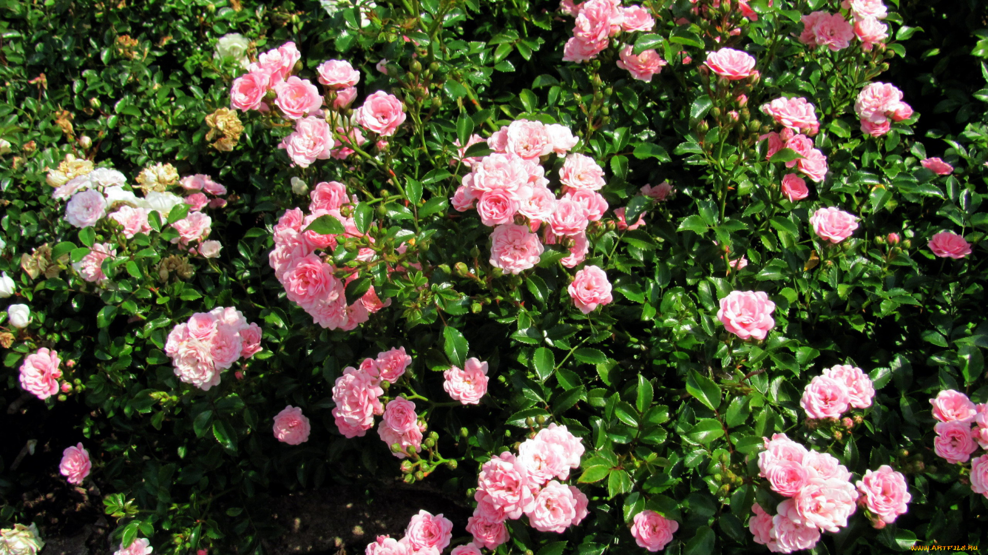 цветы, розы, розовые, куст