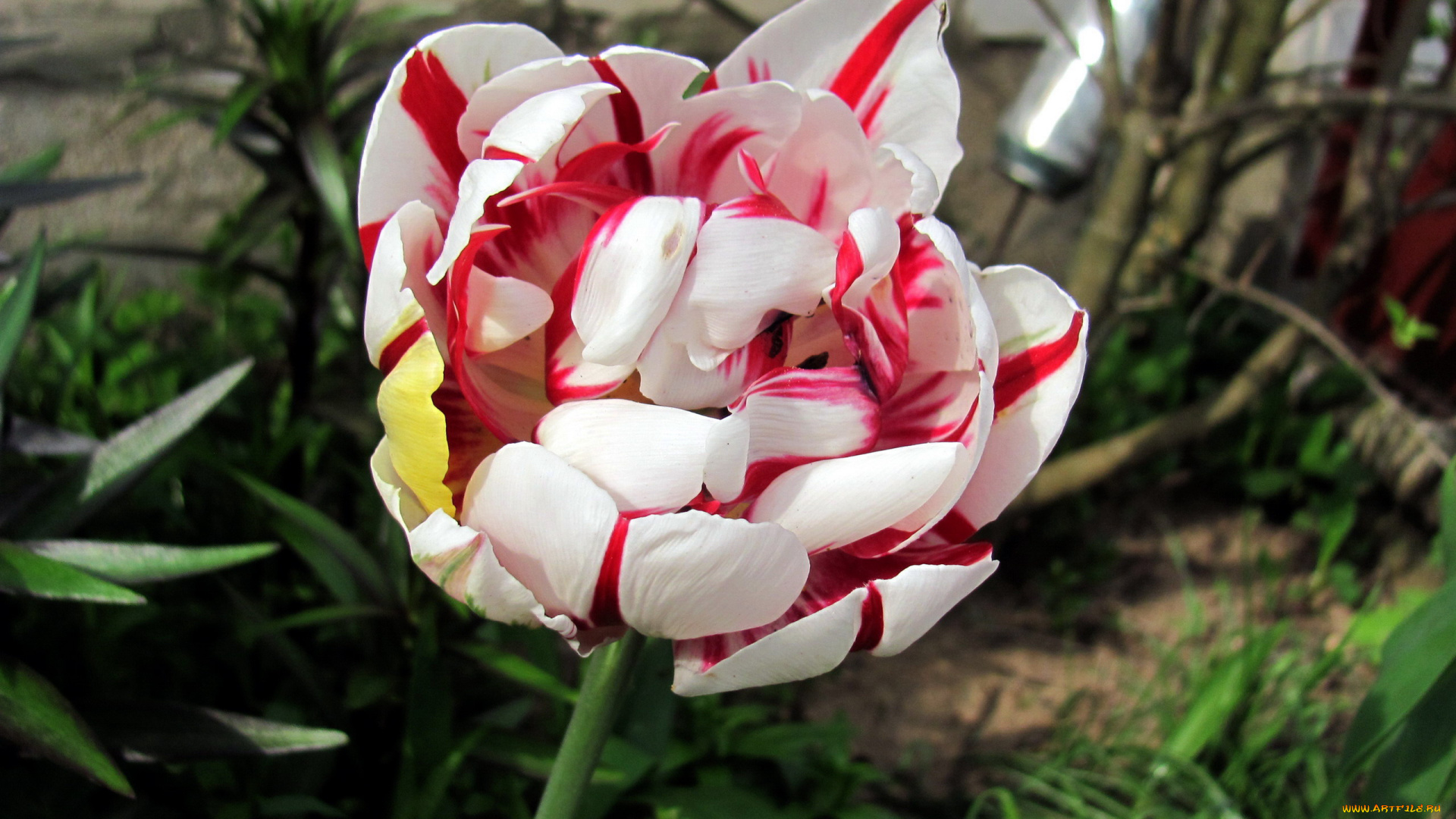 цветы, тюльпаны, пестрый, тюльпан, бутон