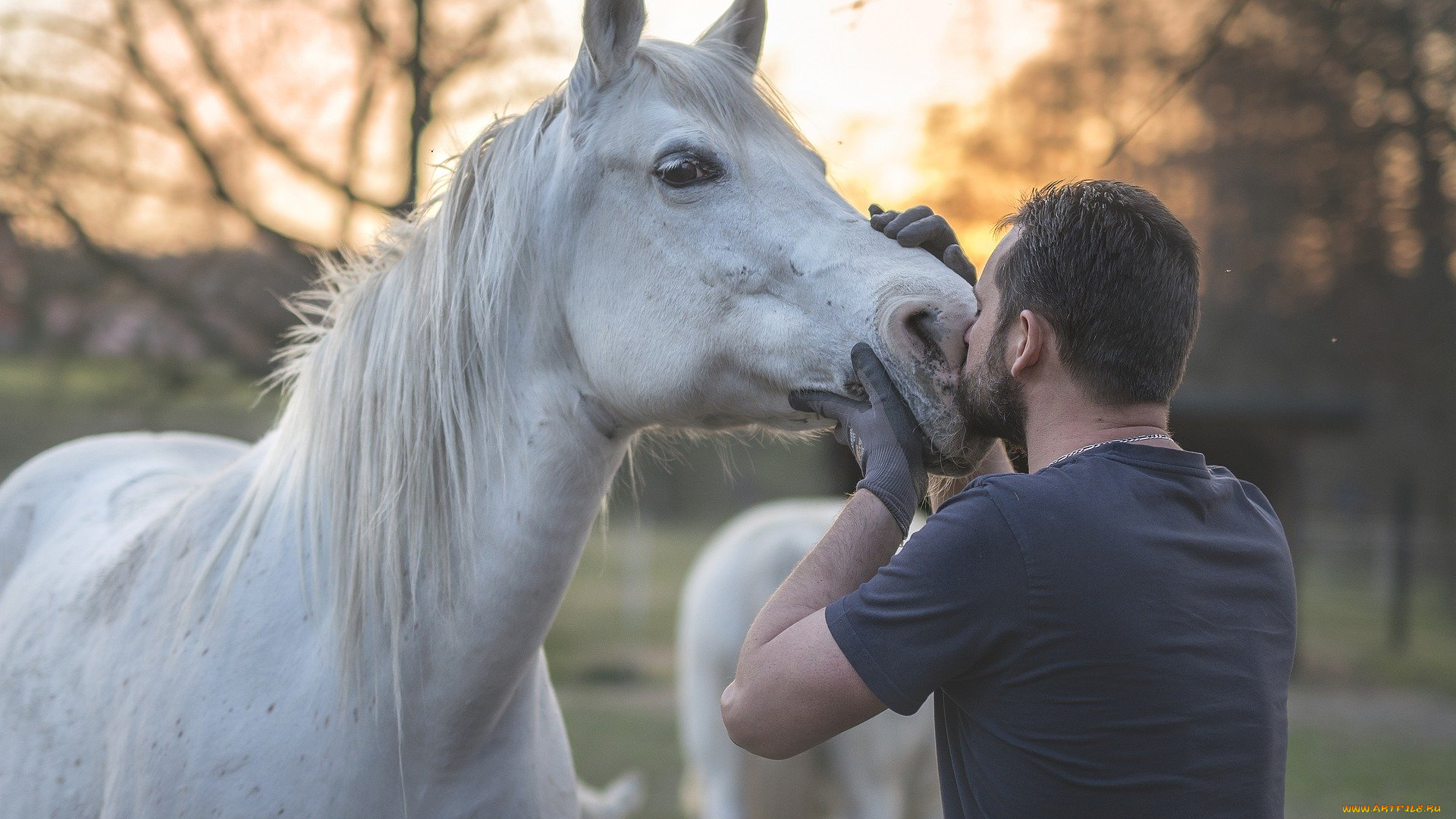 мужчины, -, unsort, конь, белый, мужчина, поцелуй