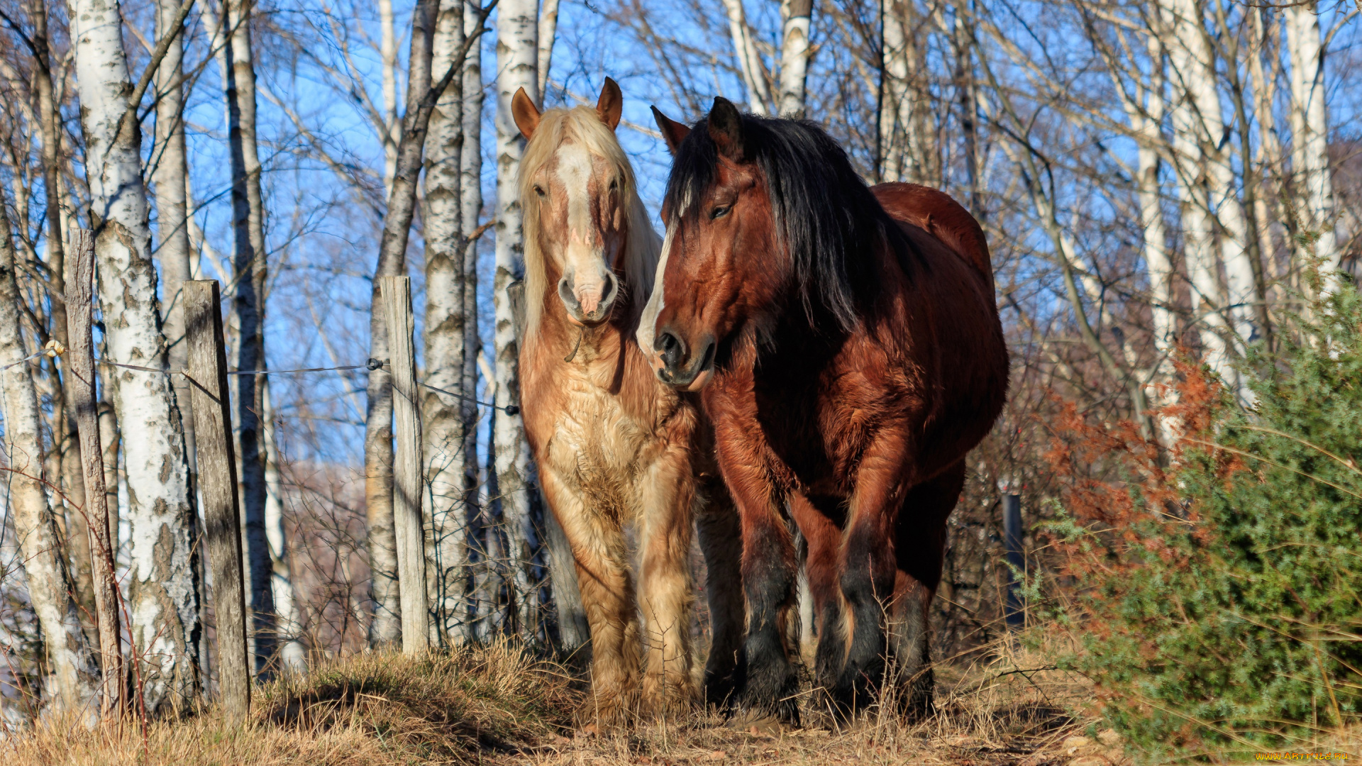 животные, лошади, пара, лес