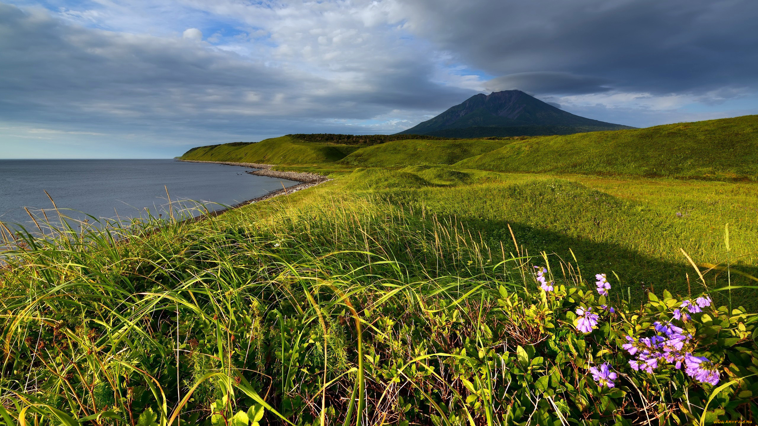природа, луга, лето, луг, трава, цветы