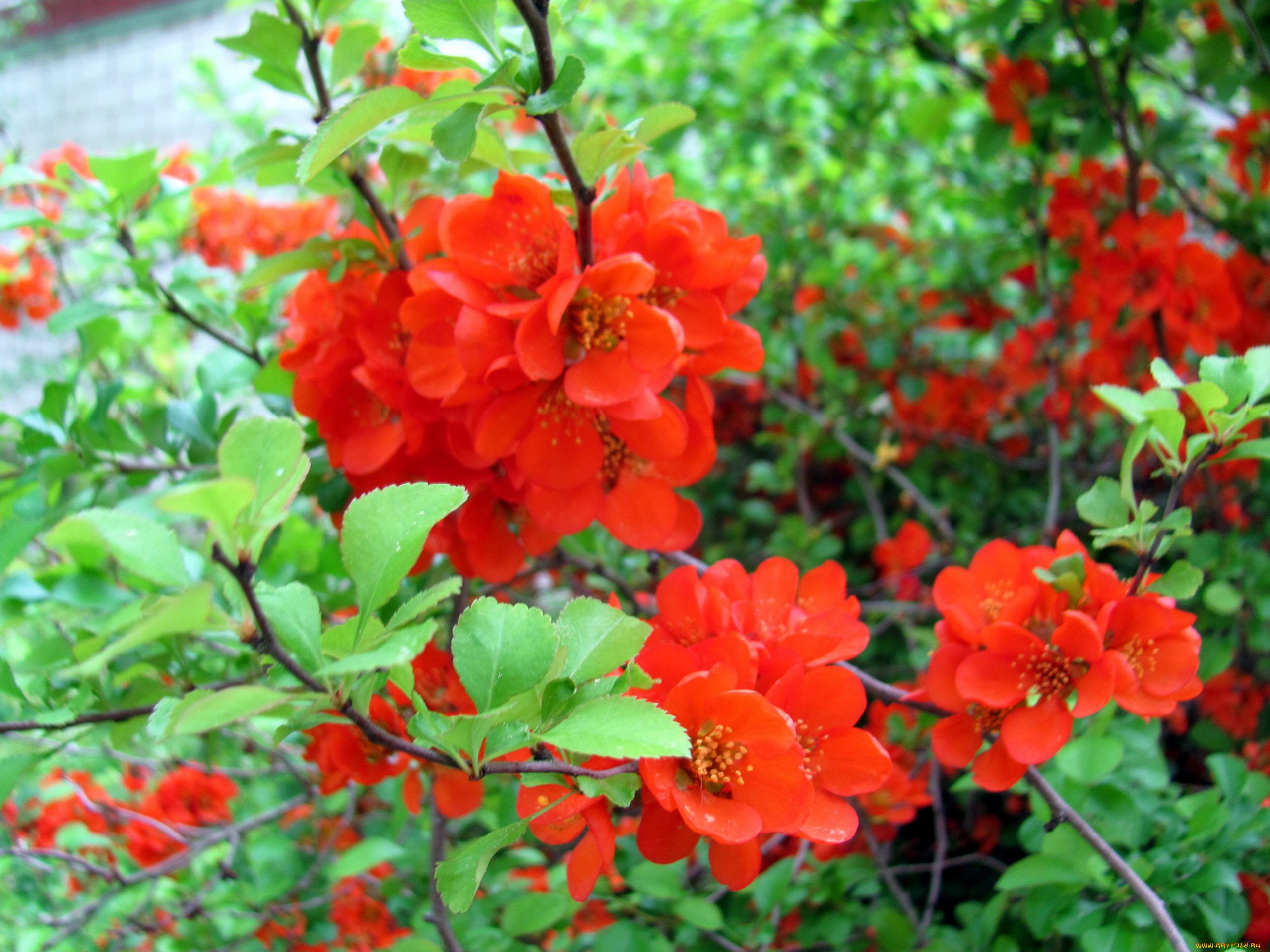 цветы, айва, алая, куст