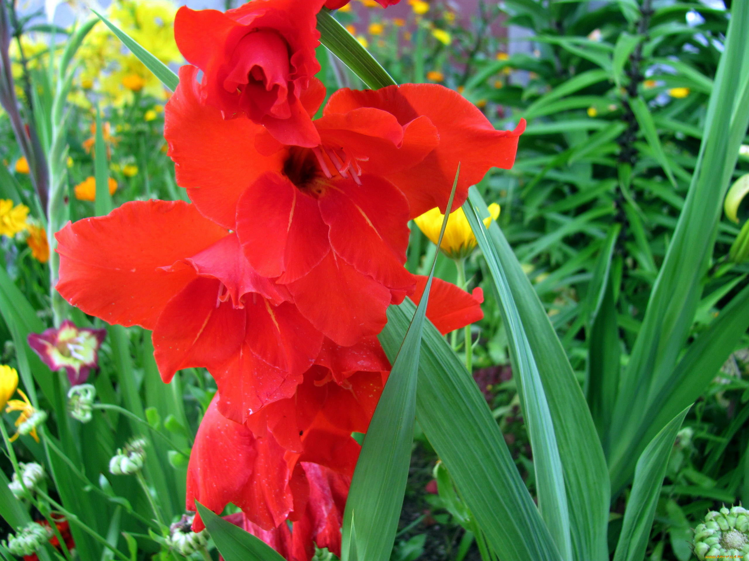 цветы, гладиолусы, алый, гладиолус