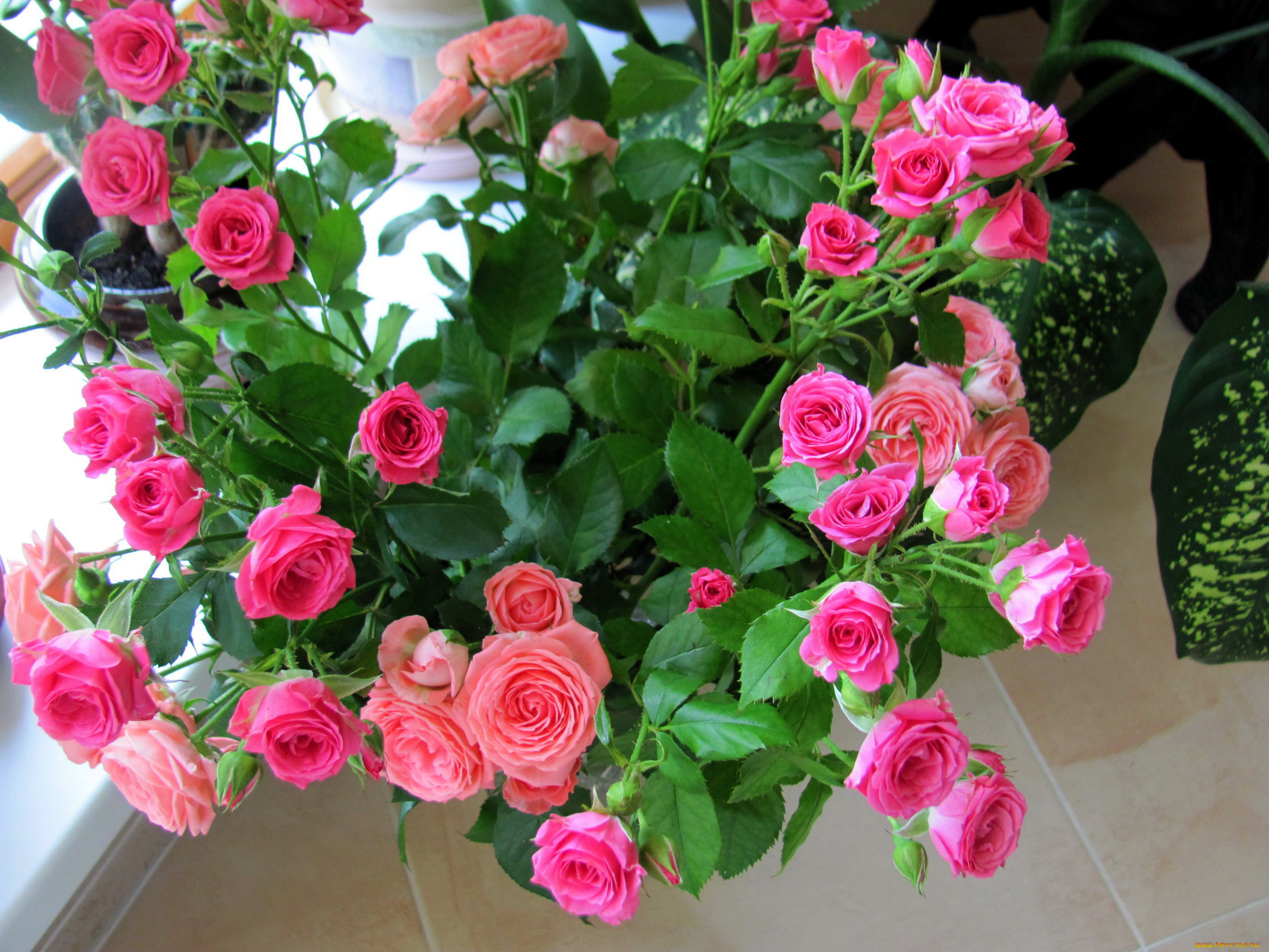 цветы, розы, розовые, бутоны