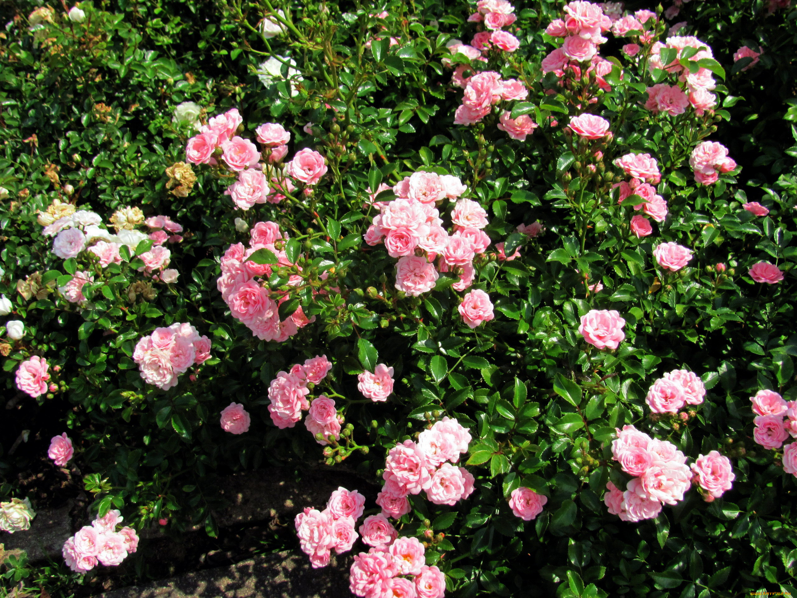 цветы, розы, розовые, куст