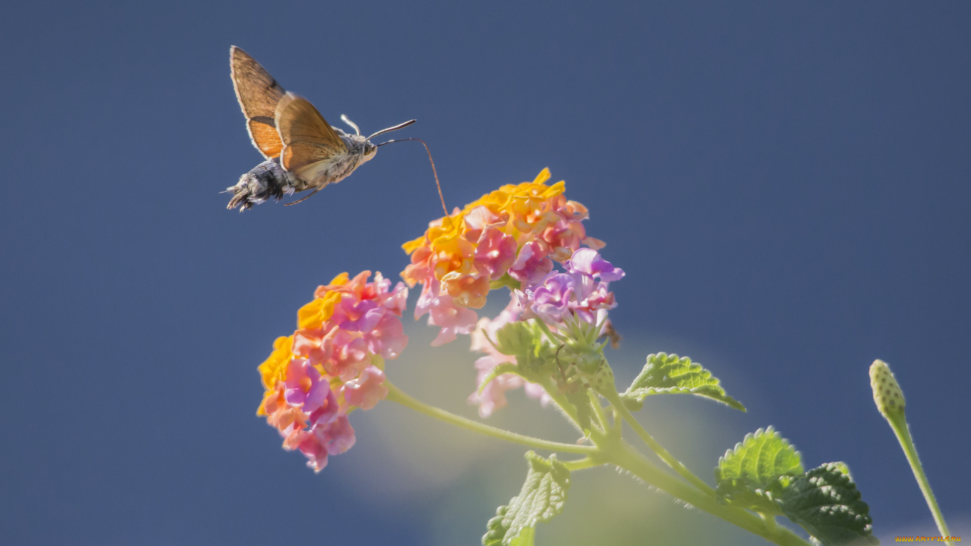 животные, бабочки, , мотыльки, , моли, бражник, цветок