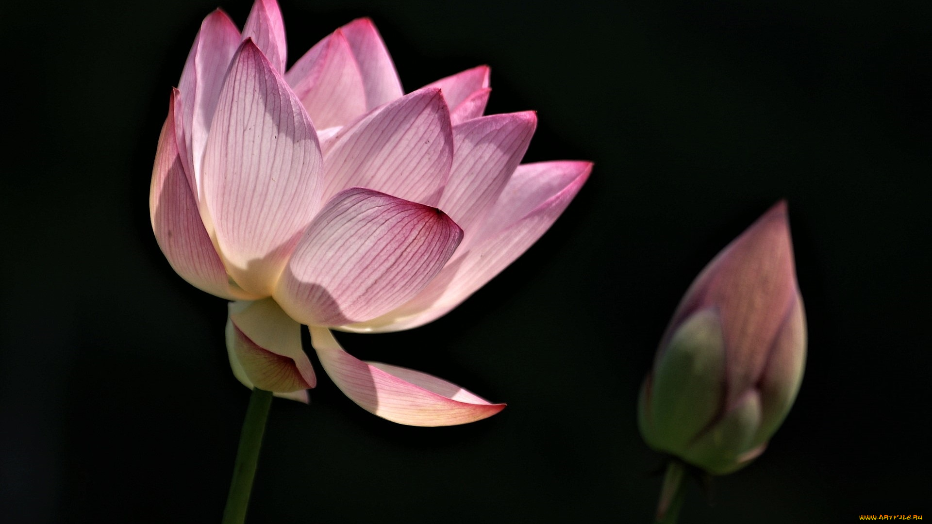 цветы, лотосы, лотос, розовый